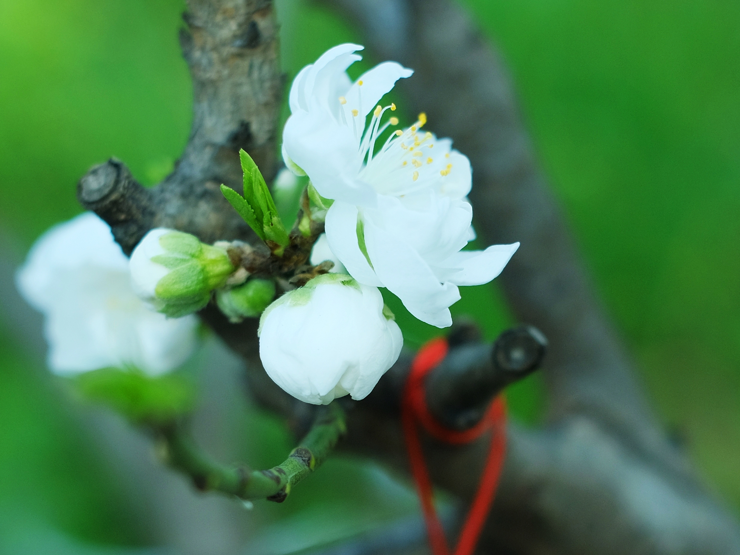 白桃花*纯白的桃花