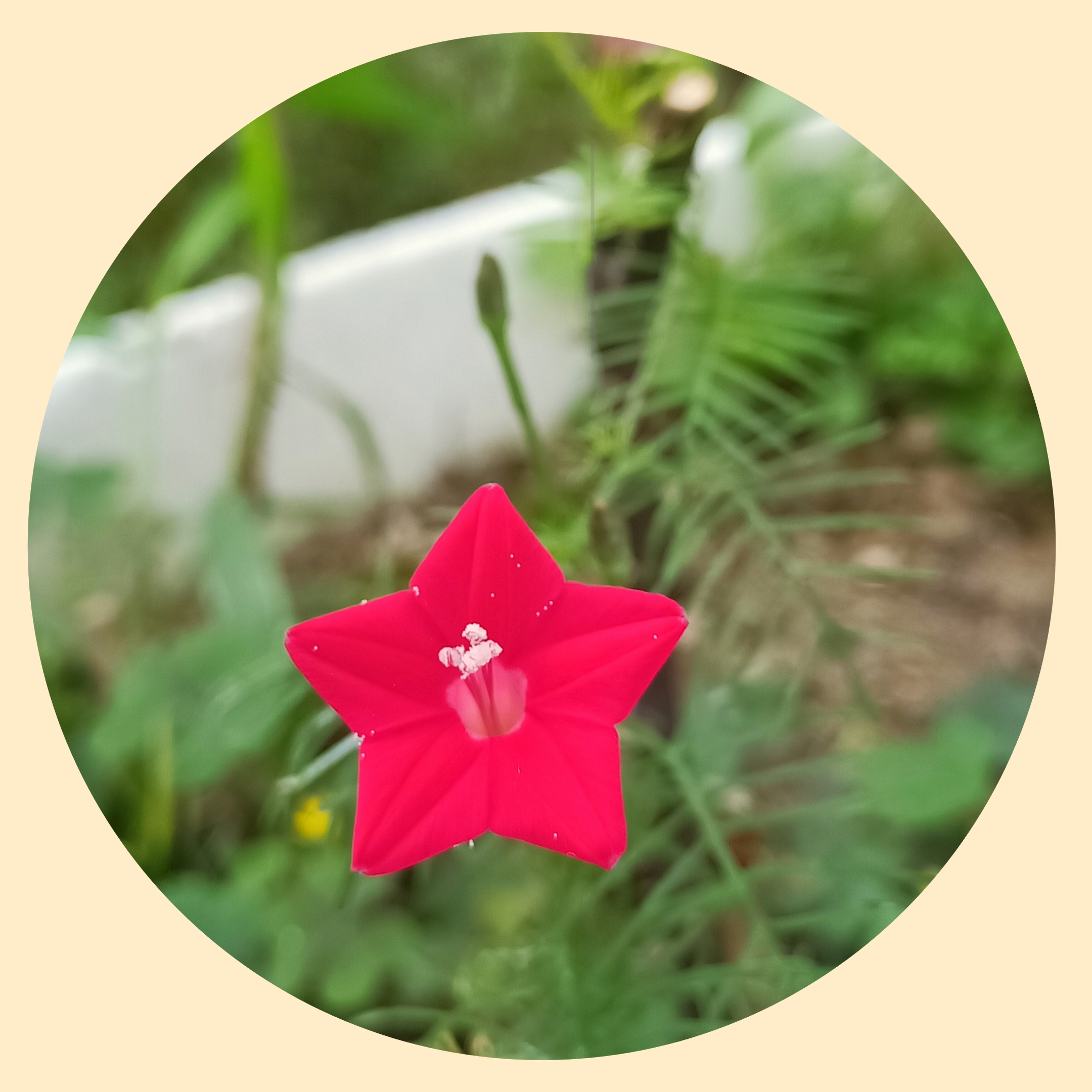 五星花【首发】