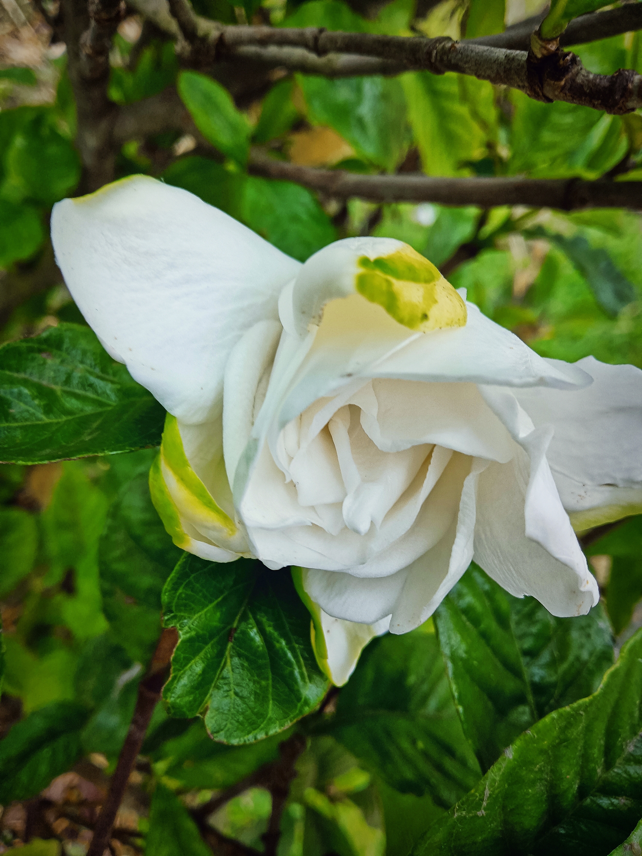 栀子花