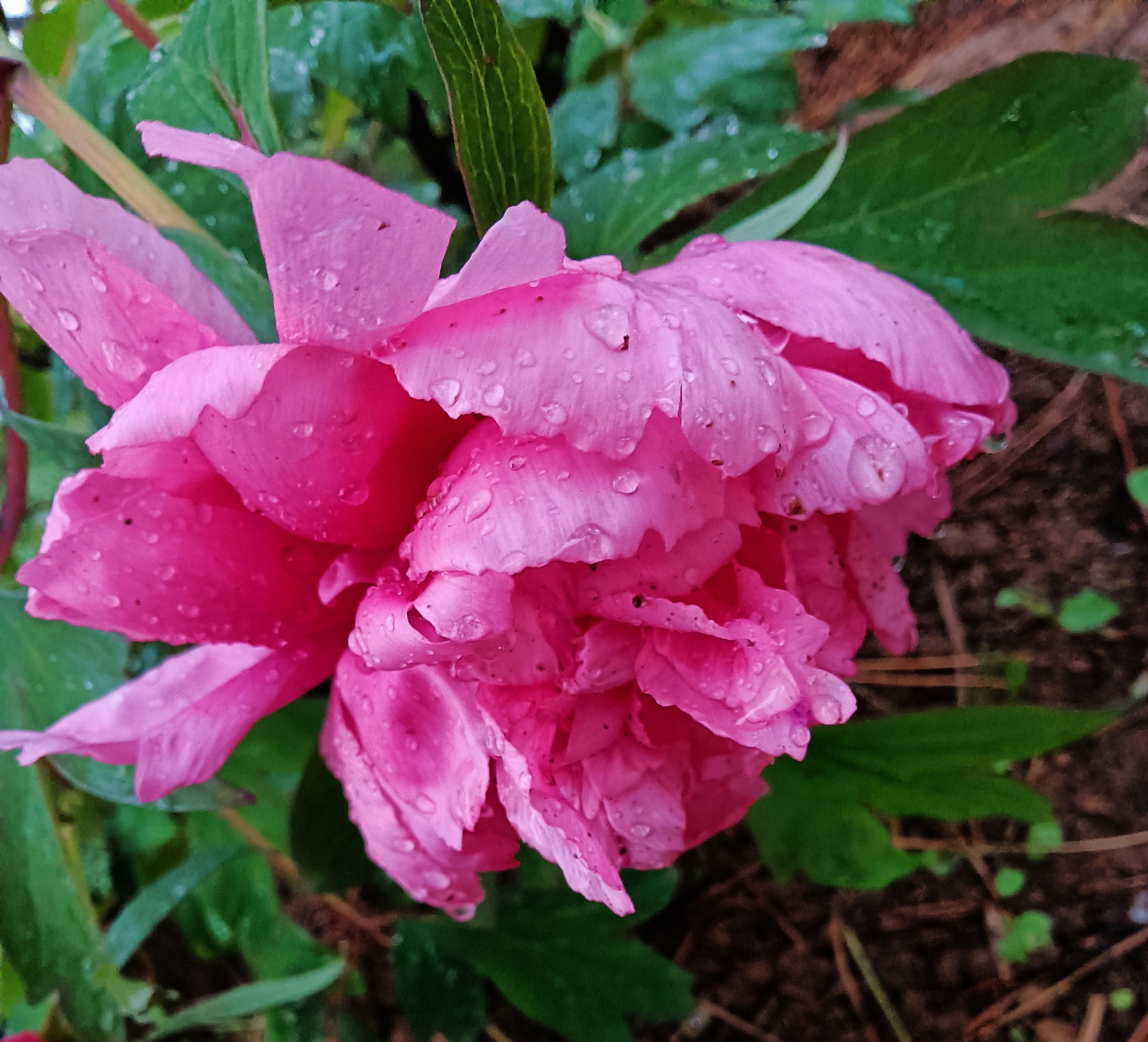 lactiflora 芍药科 paeoniaceae    芍药属 paeonia 别名:山芍药