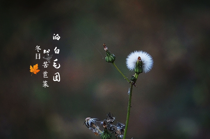 枯叶离秋去,风寒草木衰.