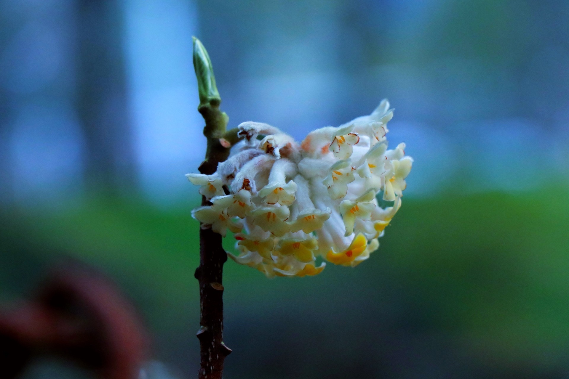 【首发】结香花(一)