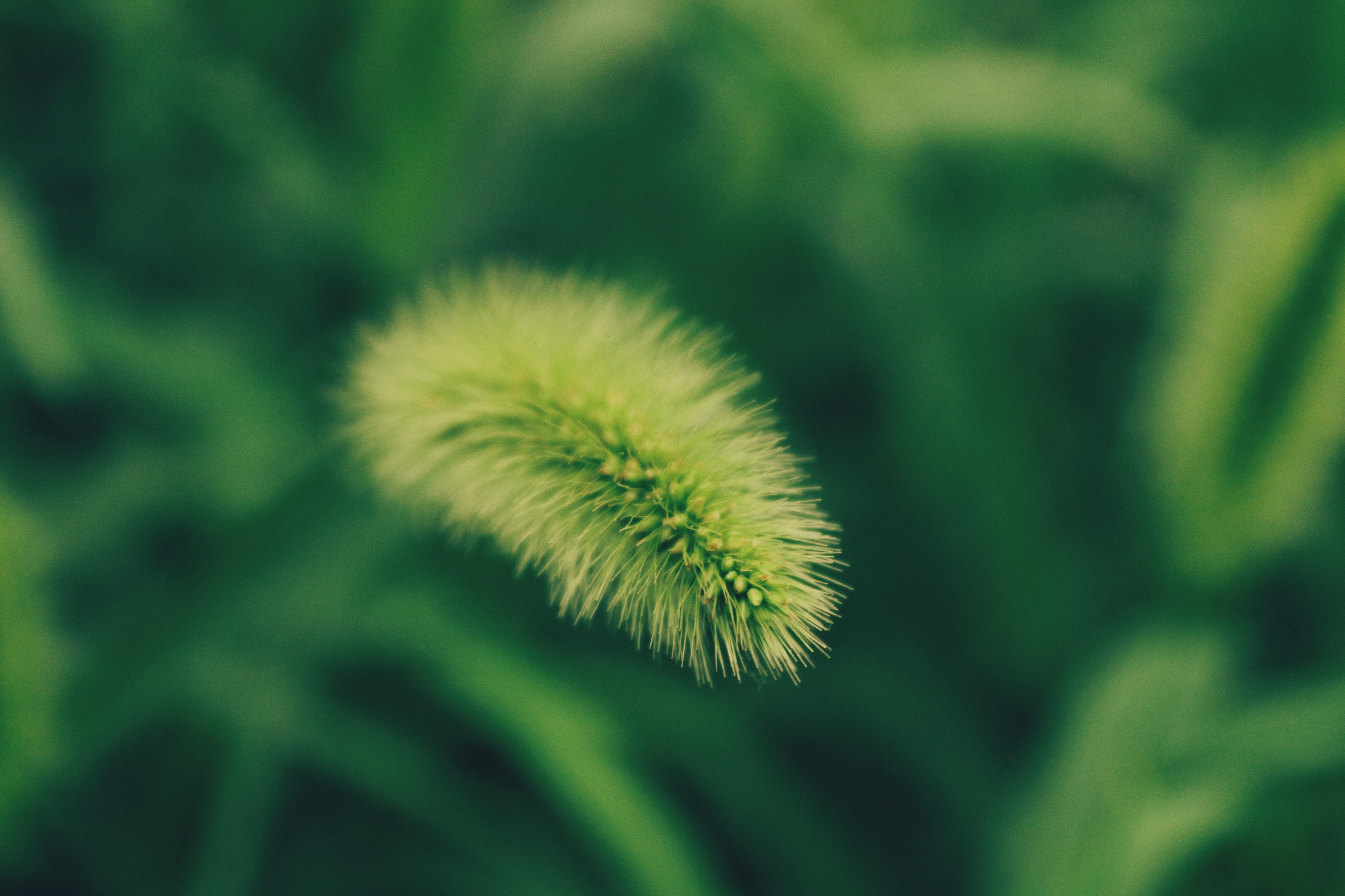 狗尾巴 草「摄影首发」