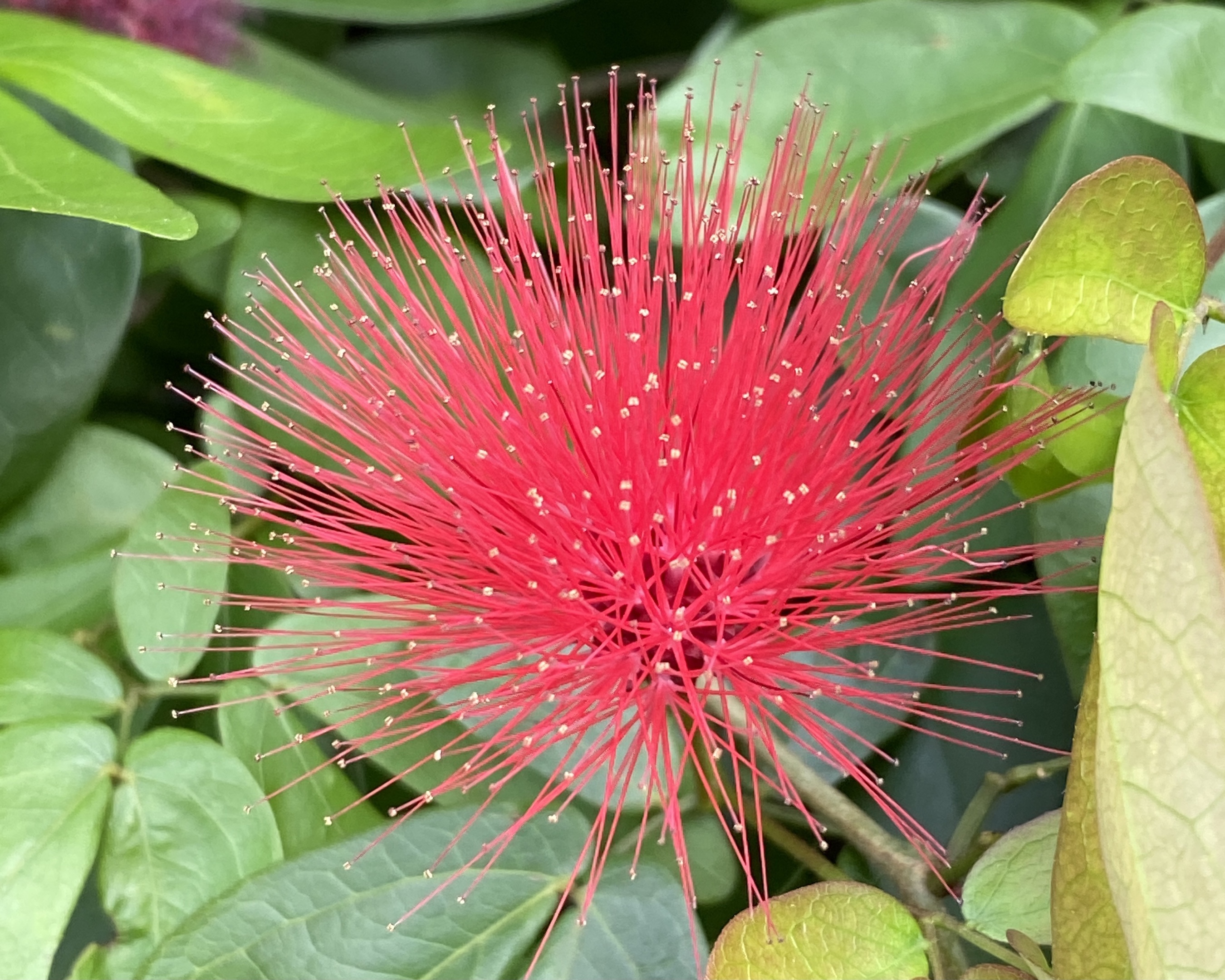 红合欢花