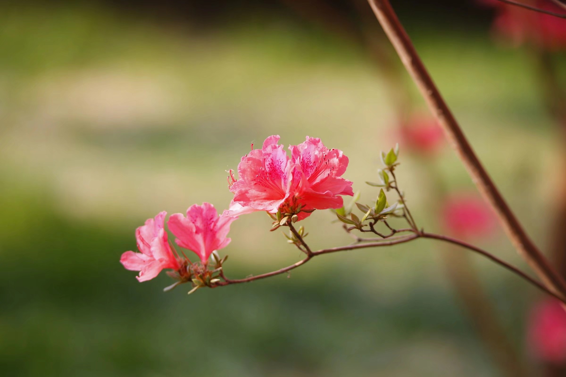 杜鹃花