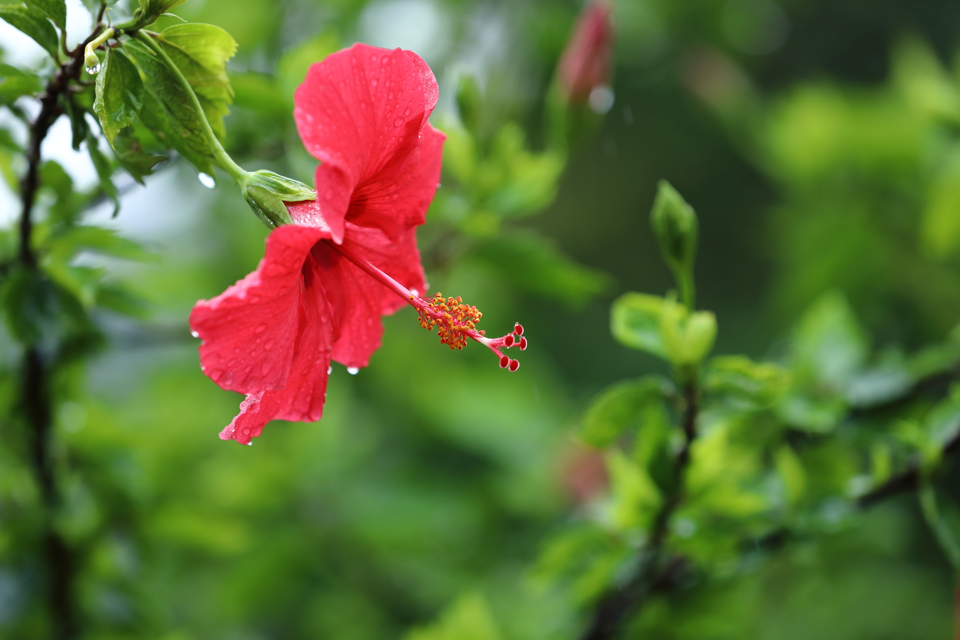 雨后,扶桑花【摄影首发】