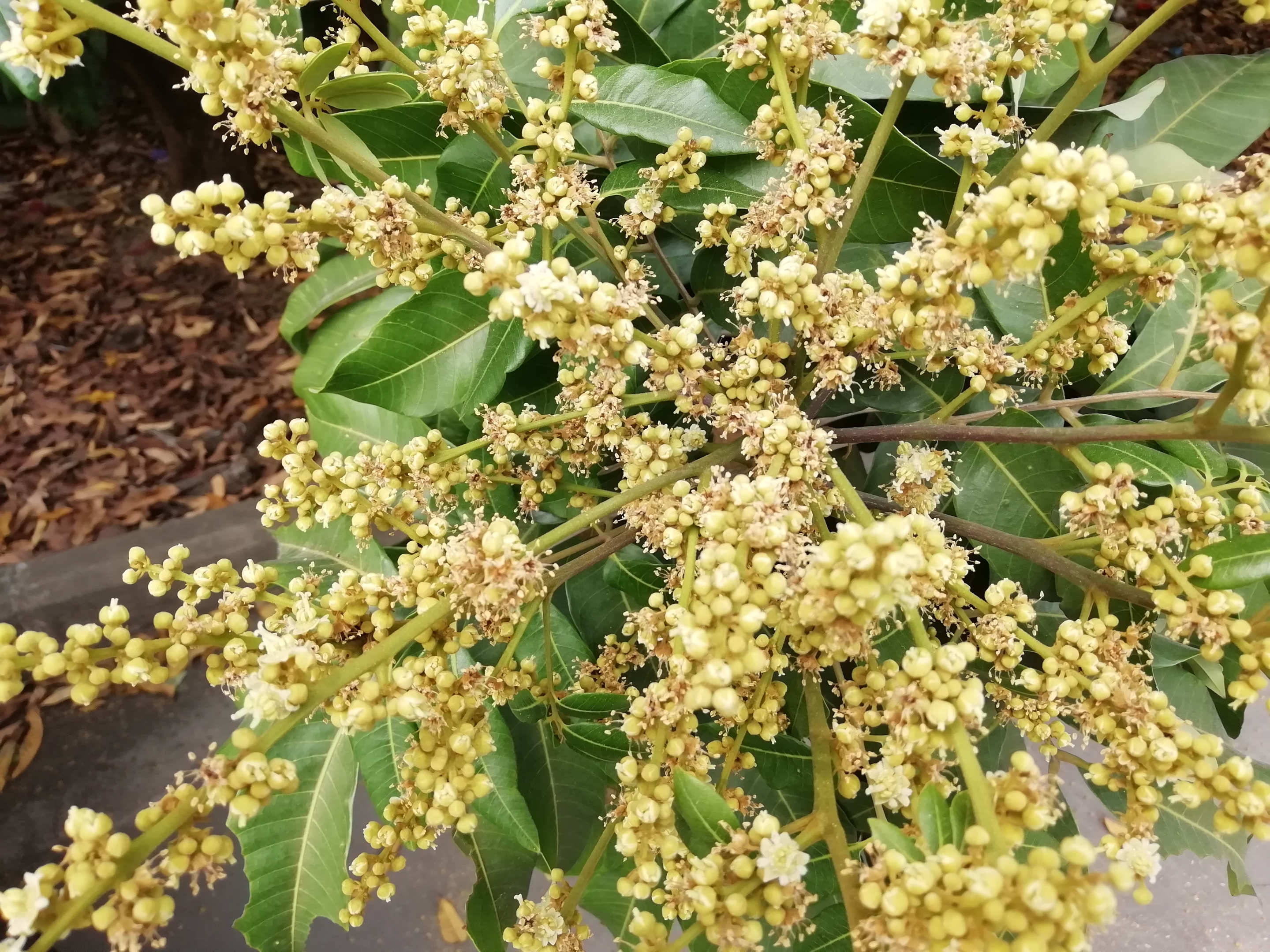 首发手机随拍龙眼花
