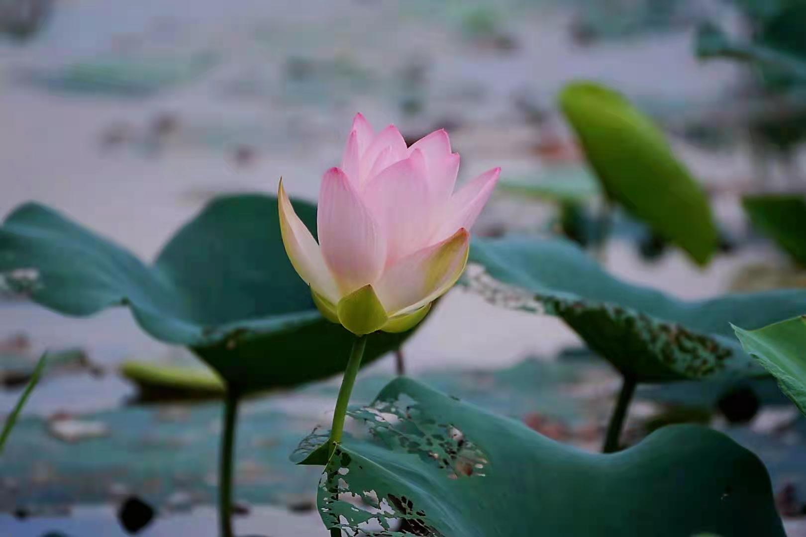 菩萨座下莲花开
