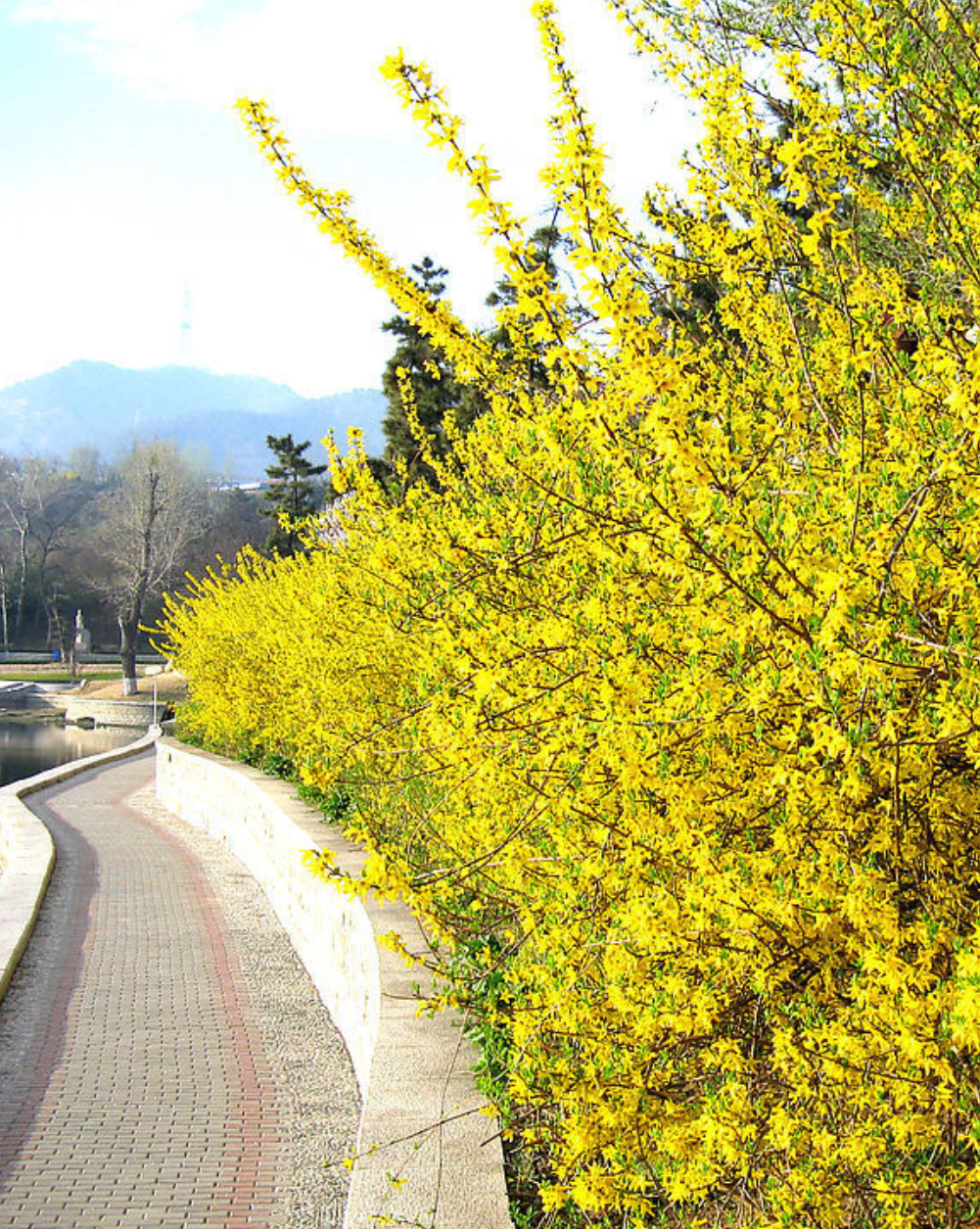 朗诵迎春花首发