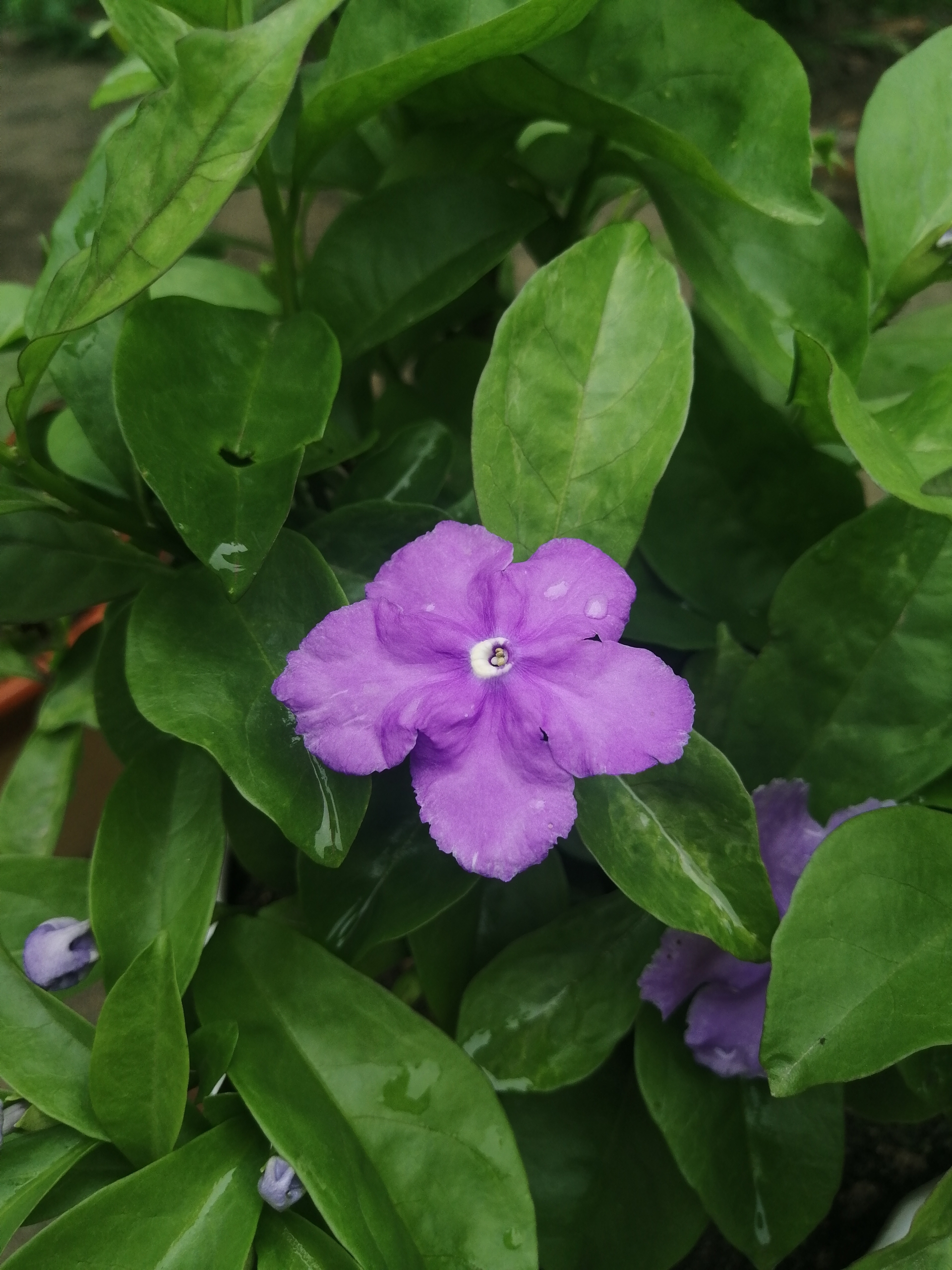 雨后的鸳鸯茉莉