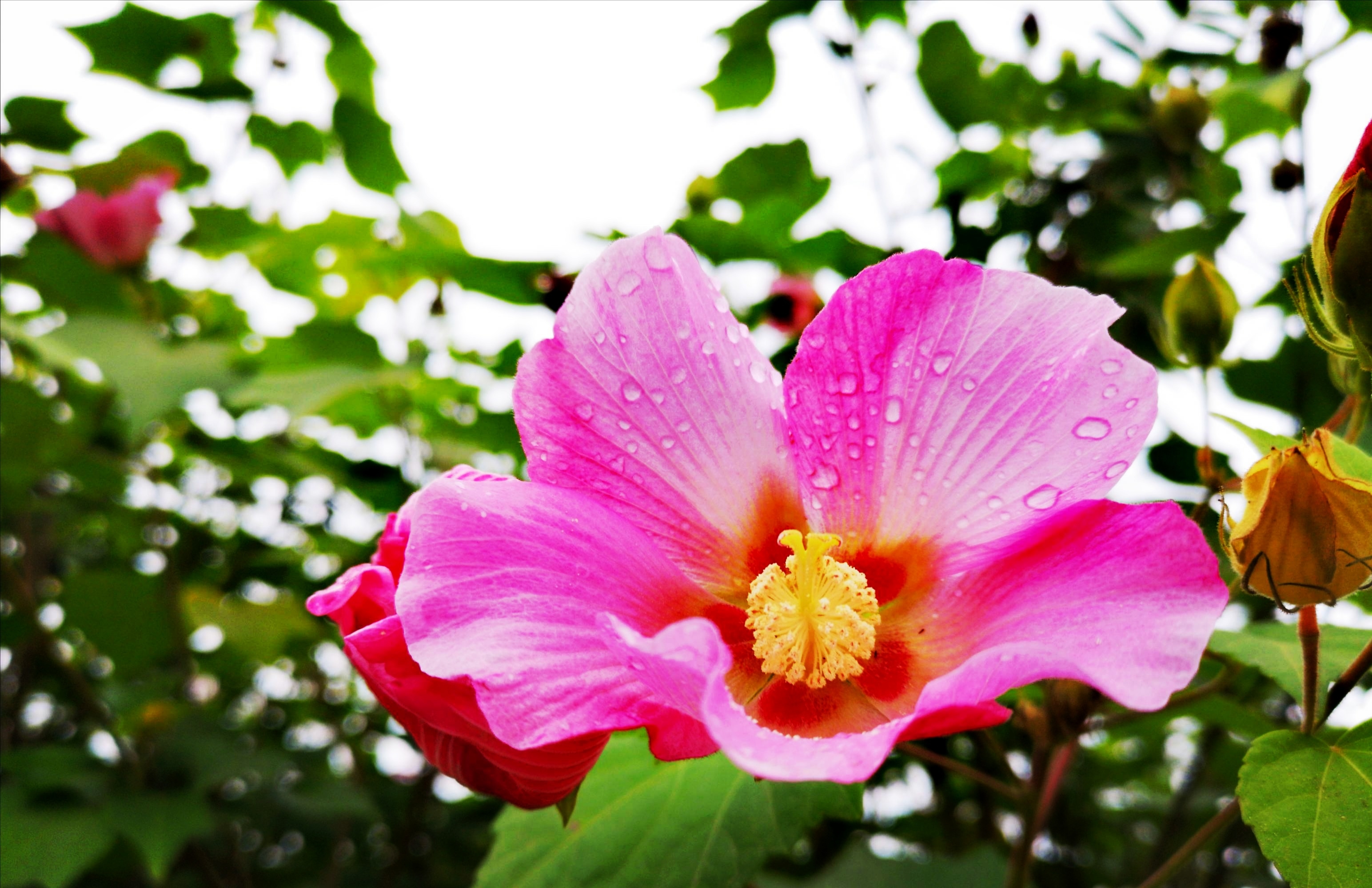 变色大师木芙蓉