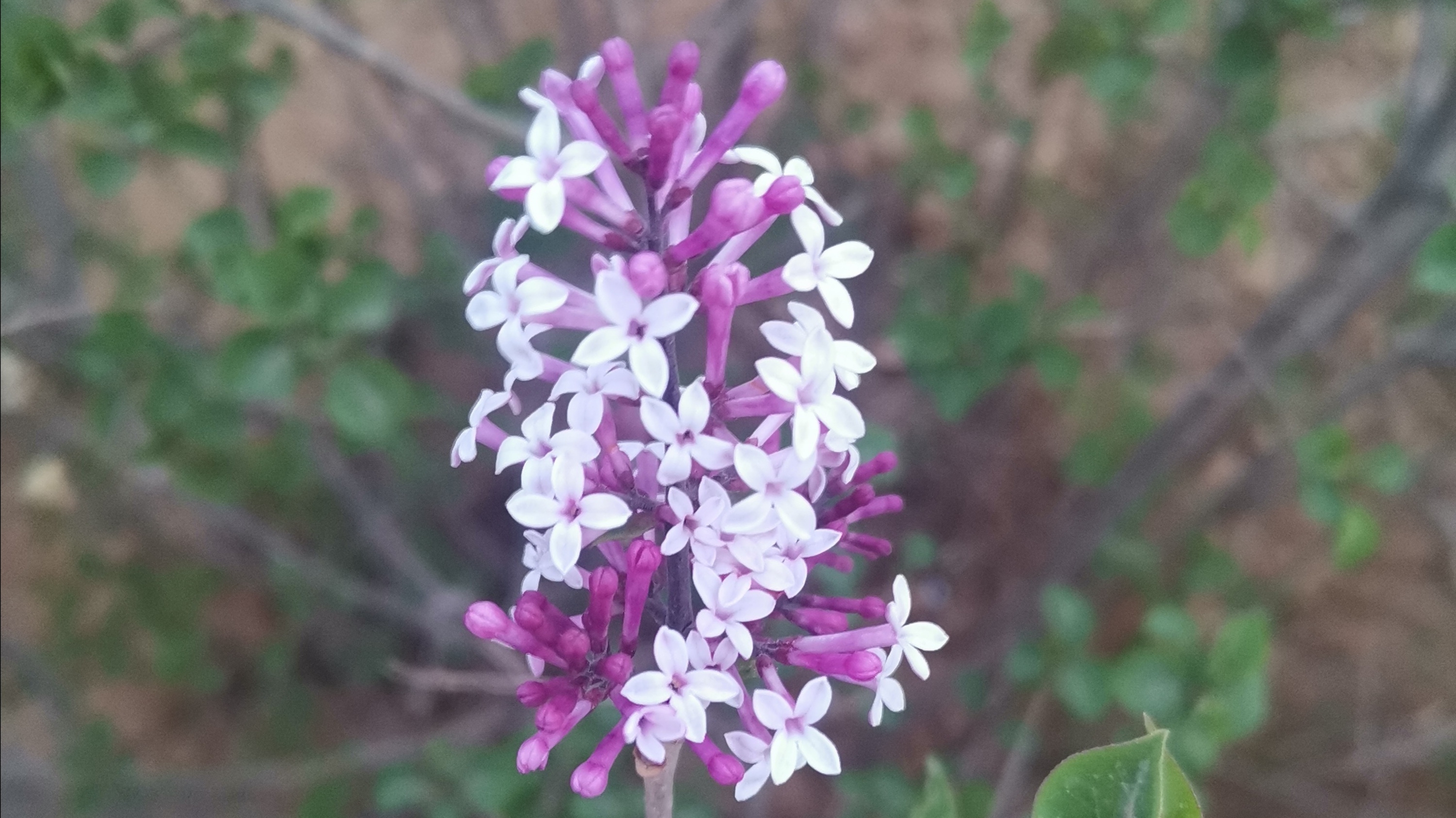 紫丁香花