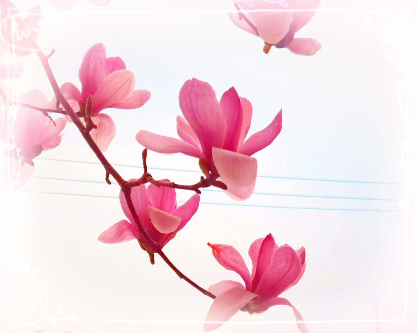 《粉红色的玉兰花》手机版