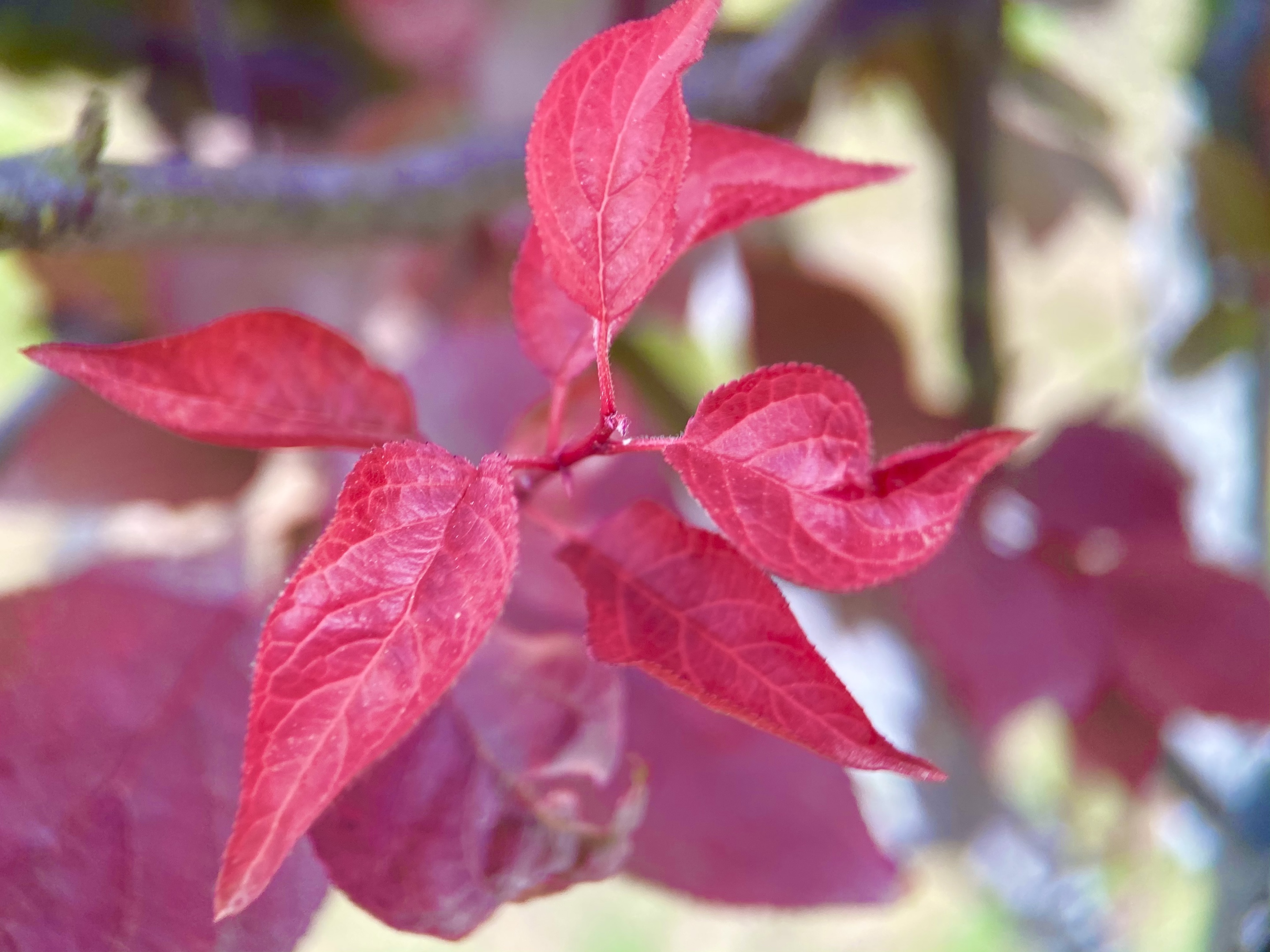 紫叶李,别名:红叶李,叶常年紫红色,著名观叶树种,孤植群植皆宜