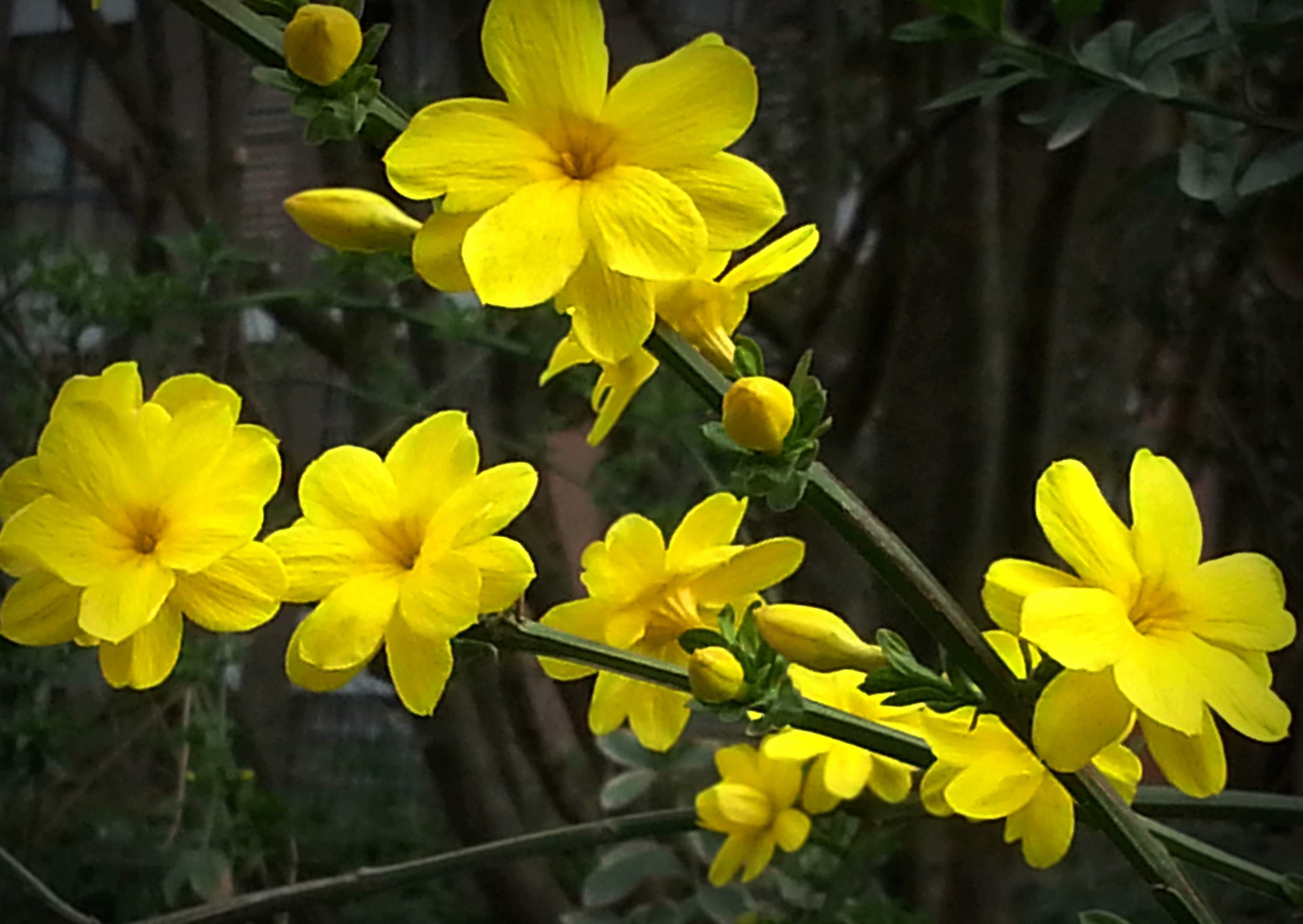 于是人们就常常将这些开黄花,枝条细长弯曲的灌木,统一称为"迎春".