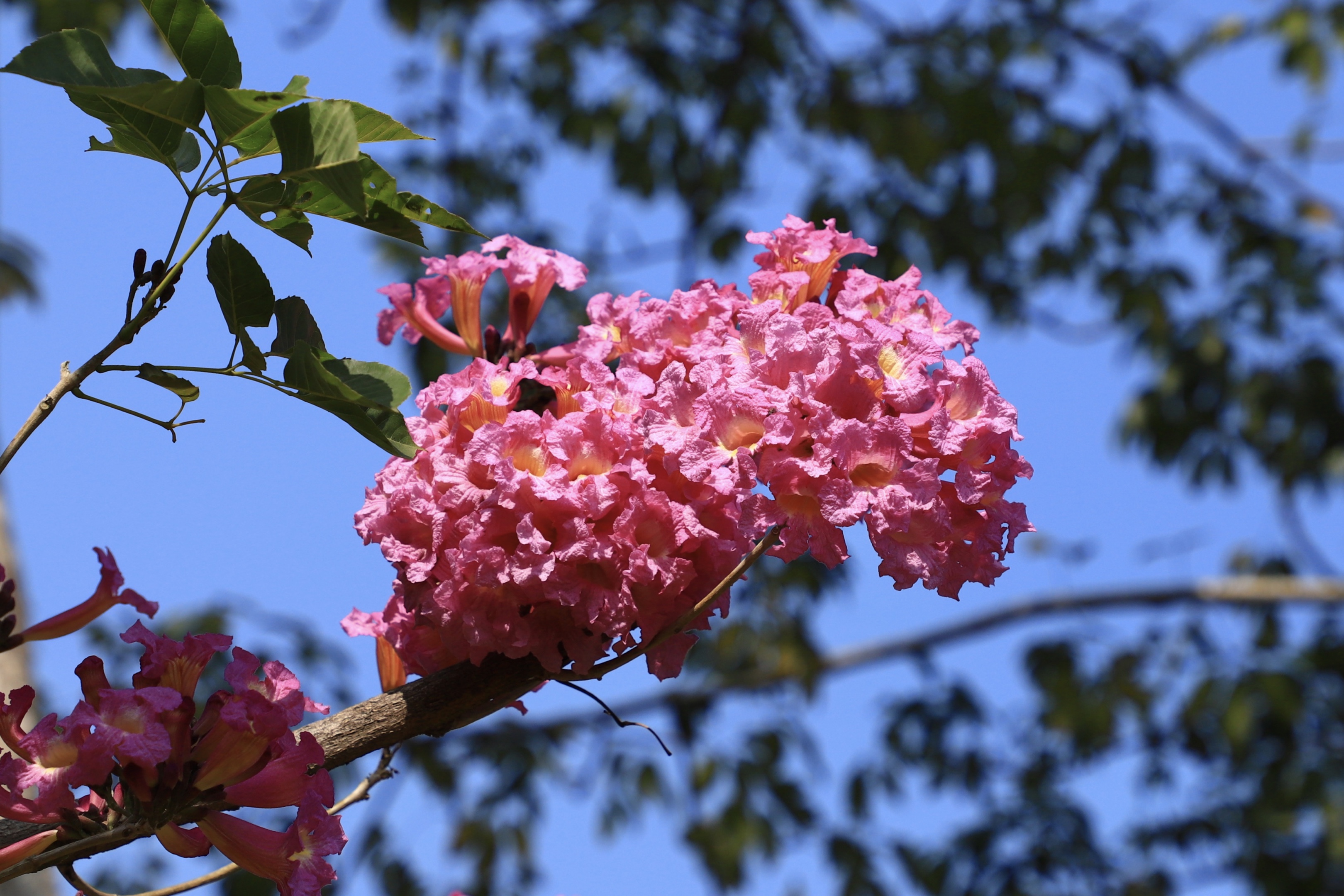 紫花风铃木