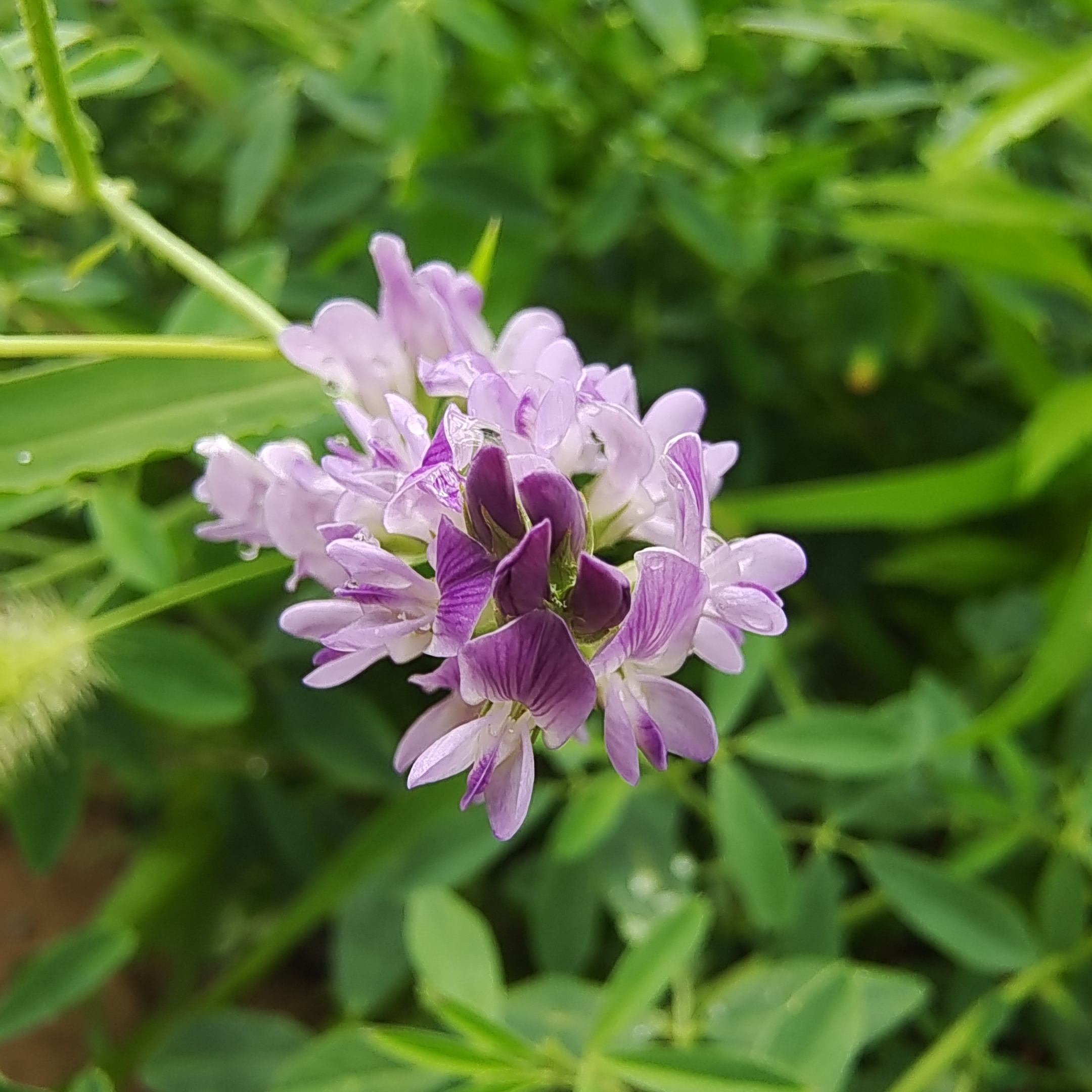 娇艳欲滴的紫苜蓿花