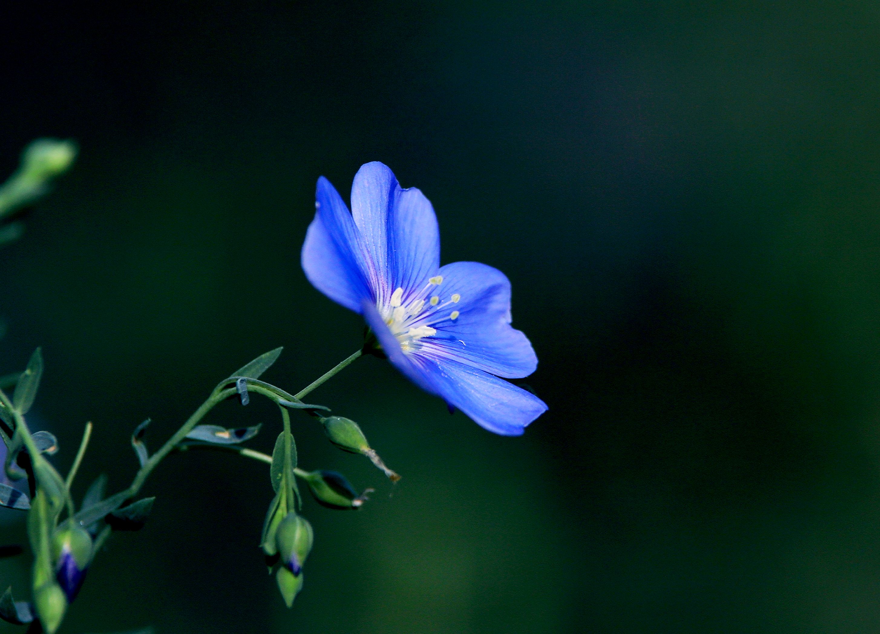 【首发】蓝花亚麻