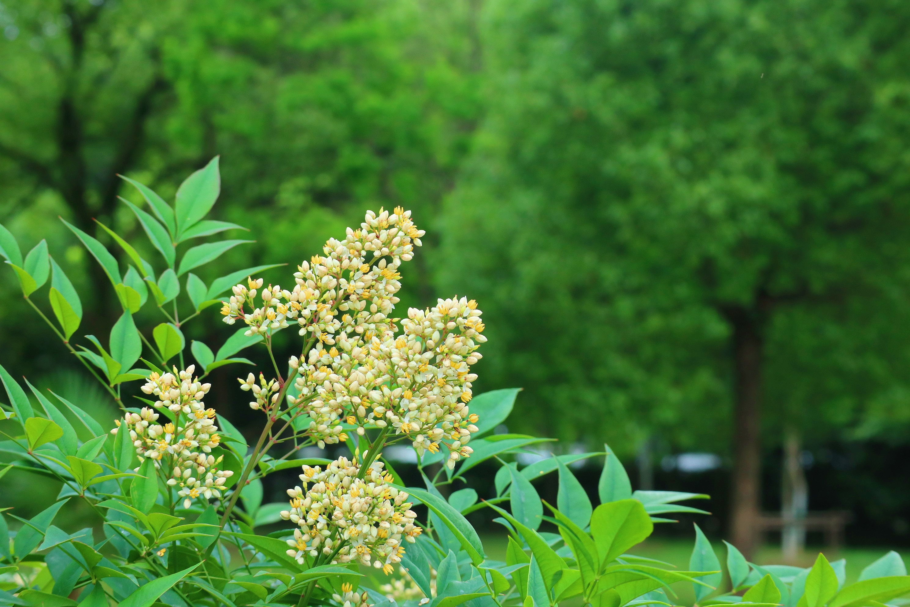 南天竹花期3—6月,扶摇绿叶上,朵朵小白花,圆锥花序直立,繁花簇簇