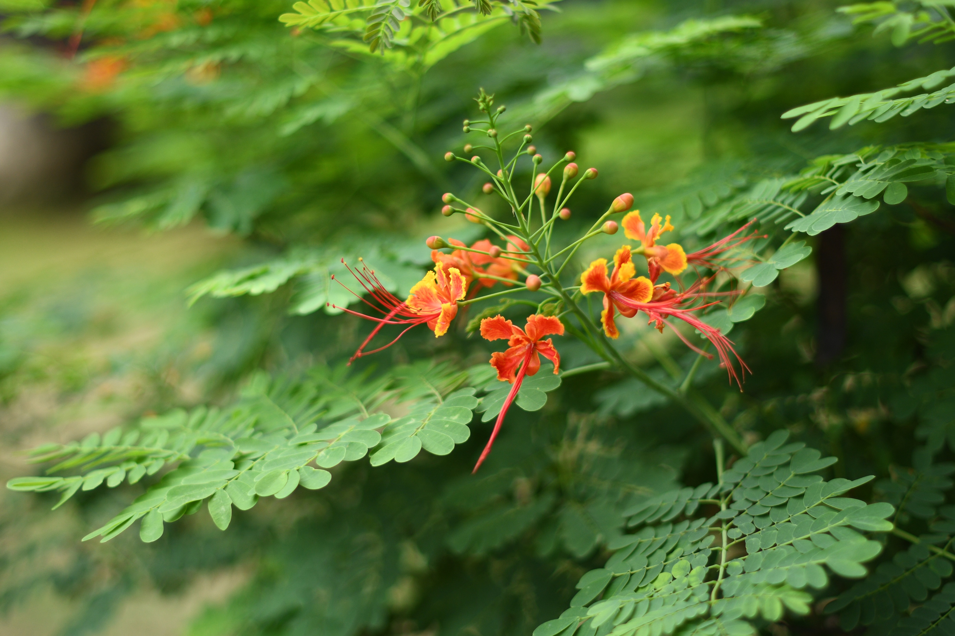 金凤花首发