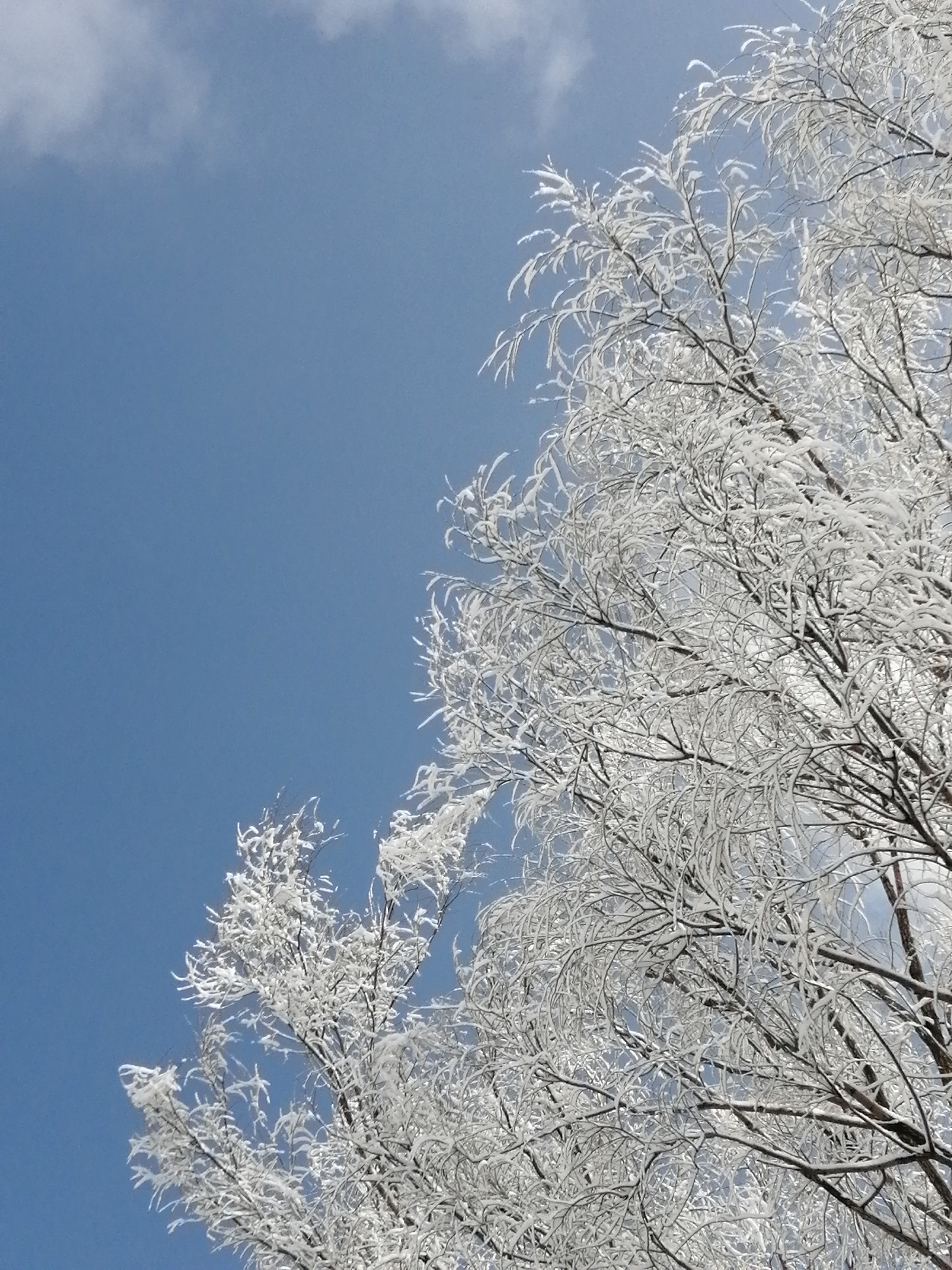 元稹《南秦雪》 才见岭头云似盖,已 剩喜满天飞玉蝶,不嫌幽谷阻黄莺.