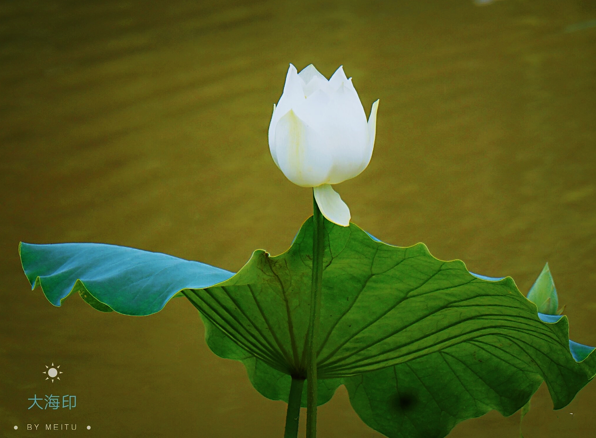 水中仙子白莲花(首发)