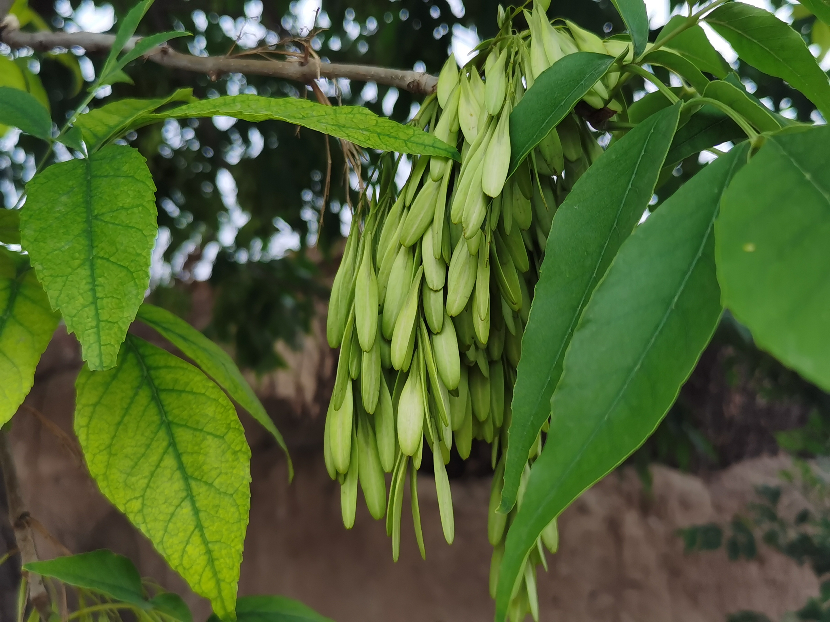 【首发】白蜡树的果实(宁静向暖)