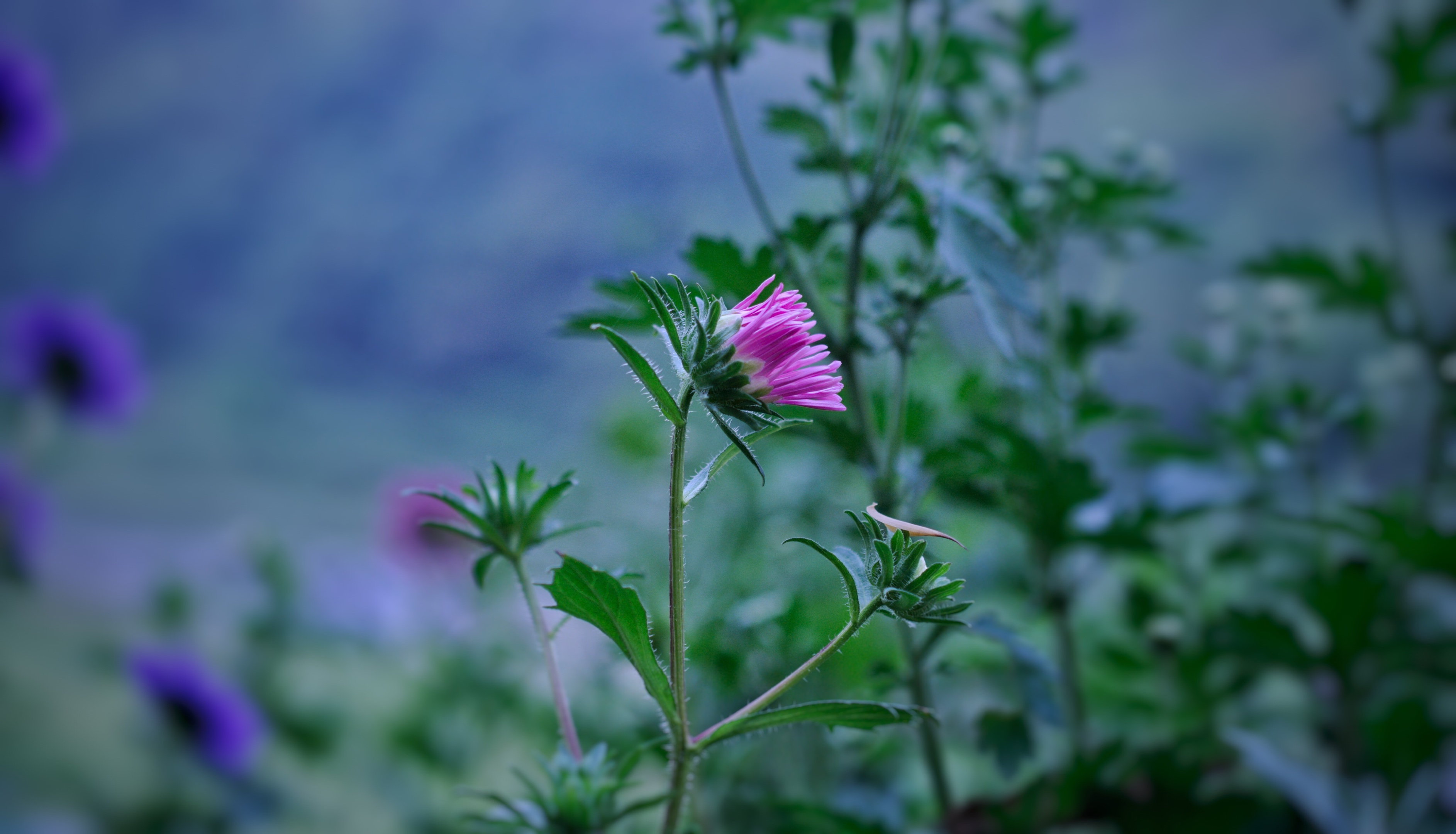 赏菊东篱下,夏浅花正浓