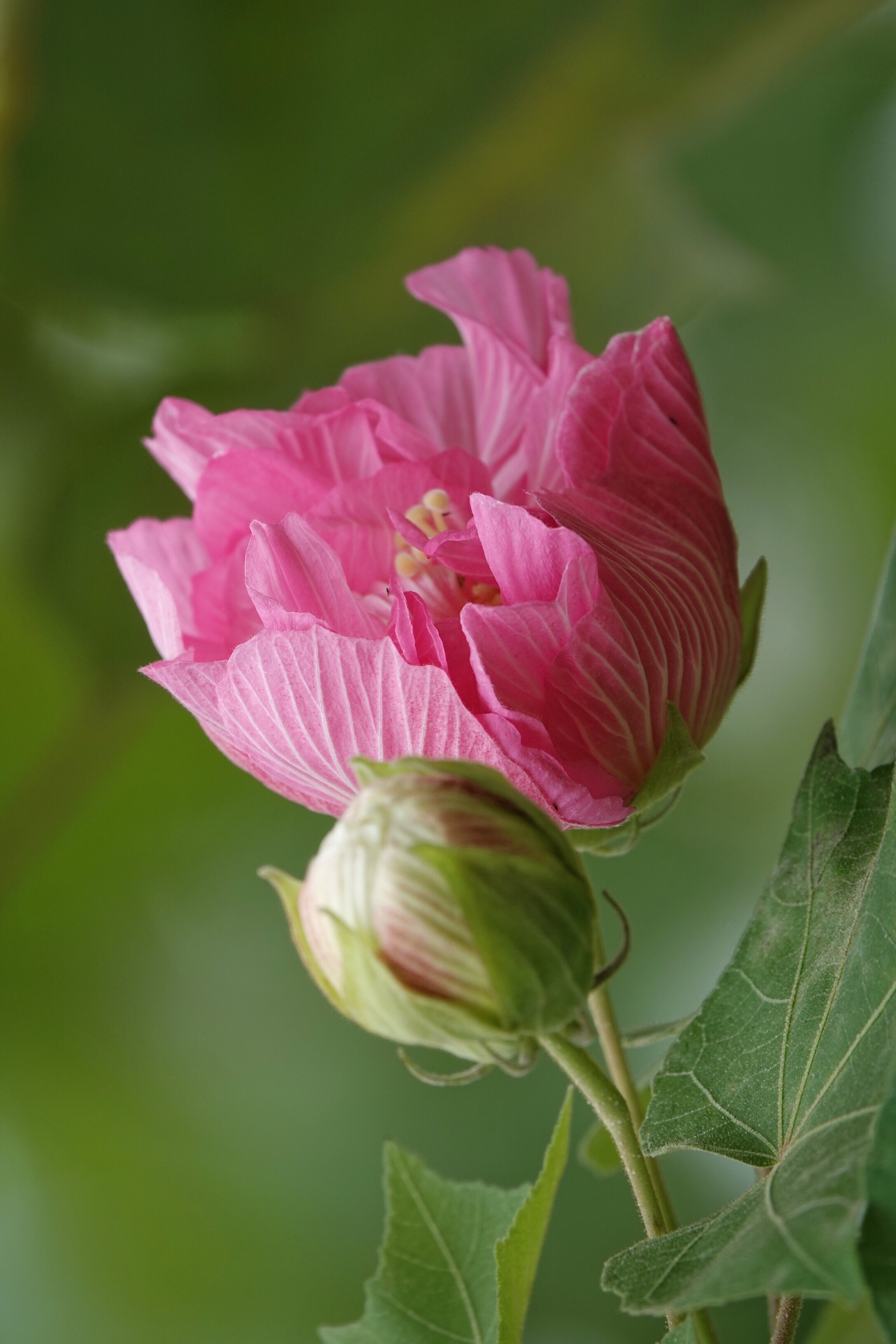 锦绣成都,芙蓉花开