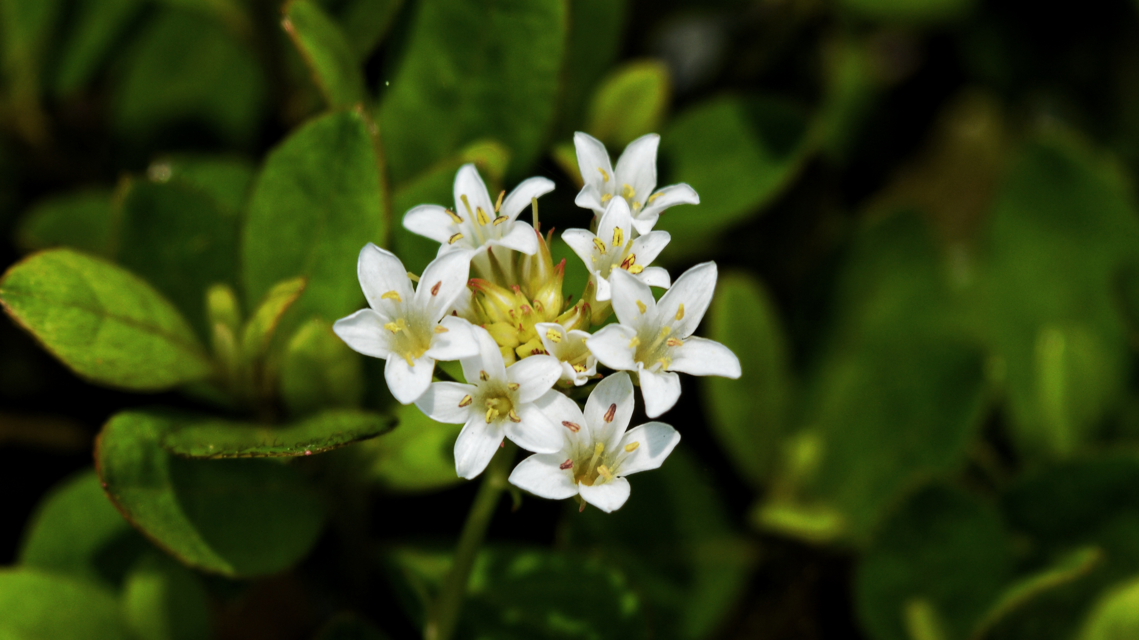 泽珍珠菜首发