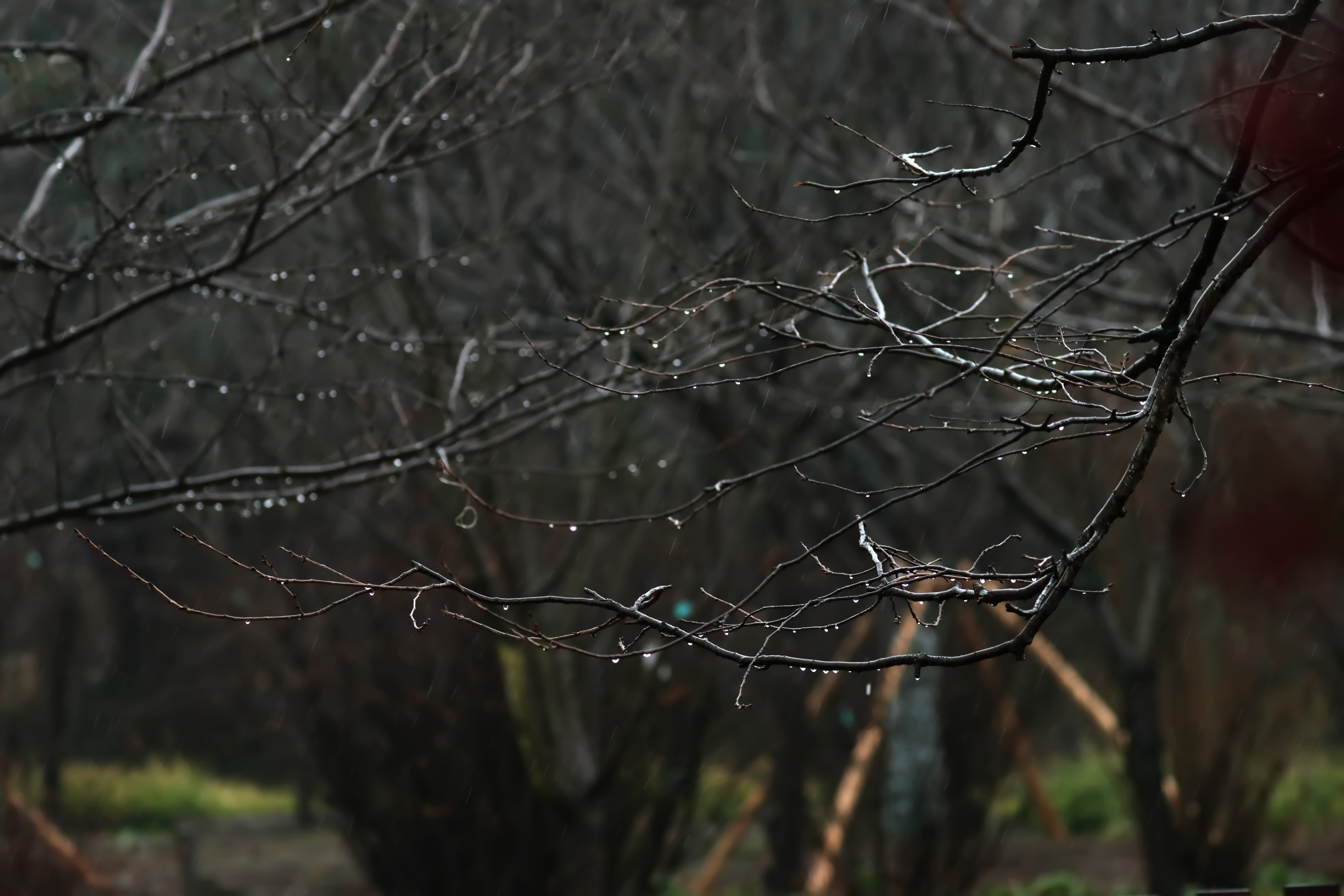 春雨