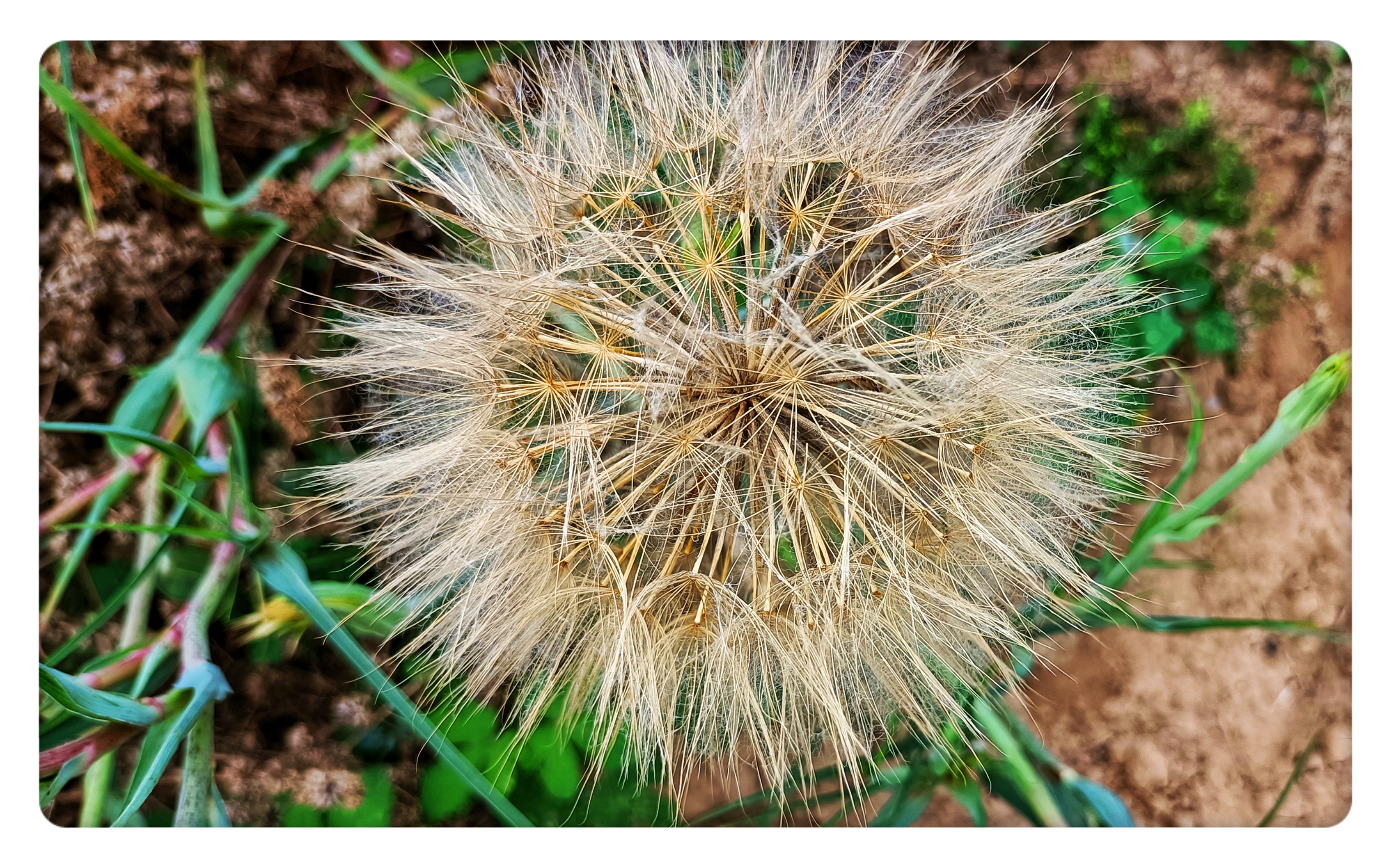 黄花婆罗门参