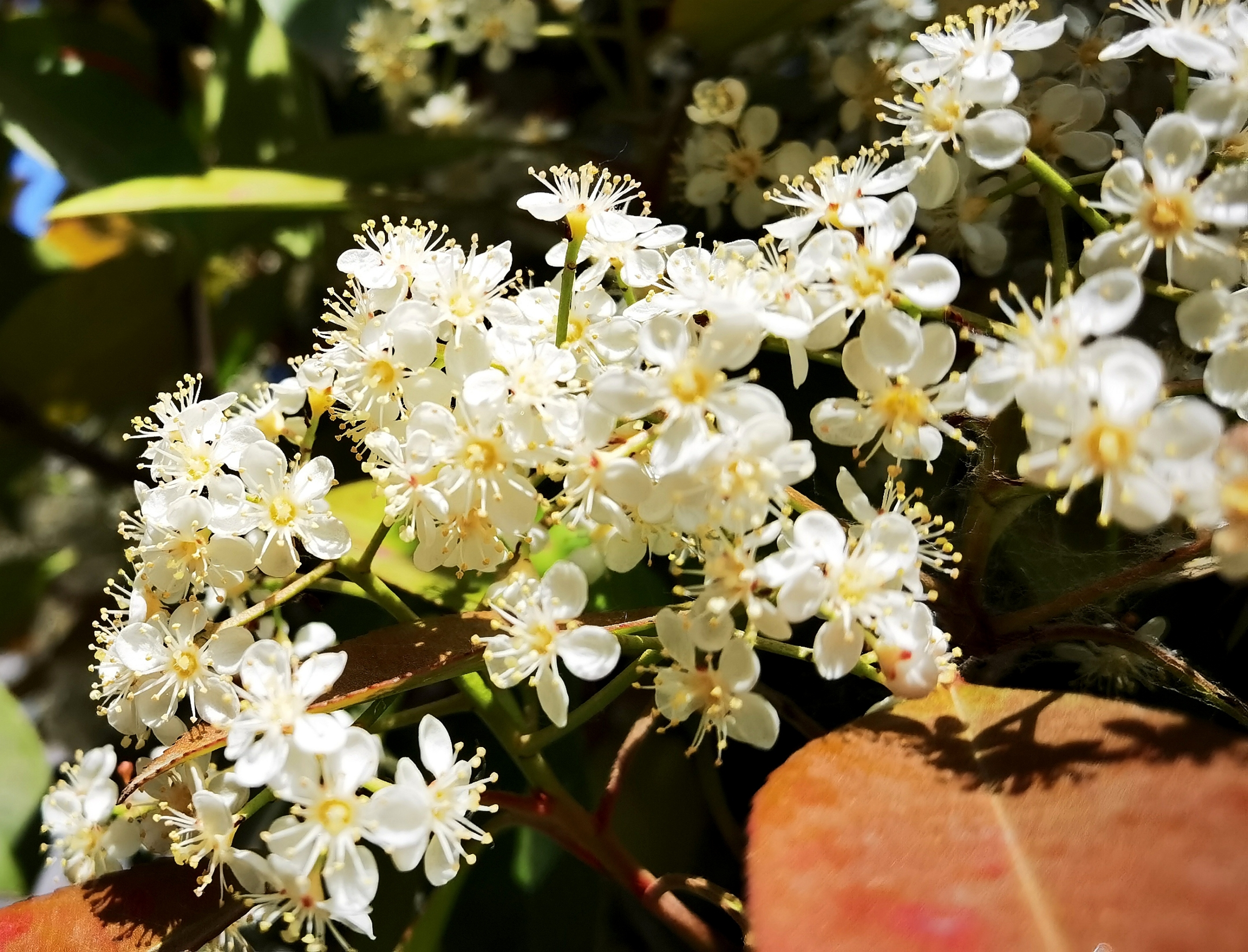 首发石楠花