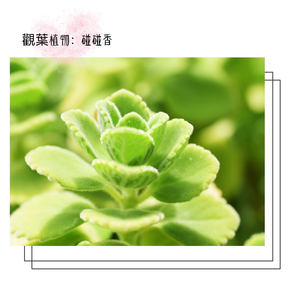 首发〕植物初相识:碰碰香