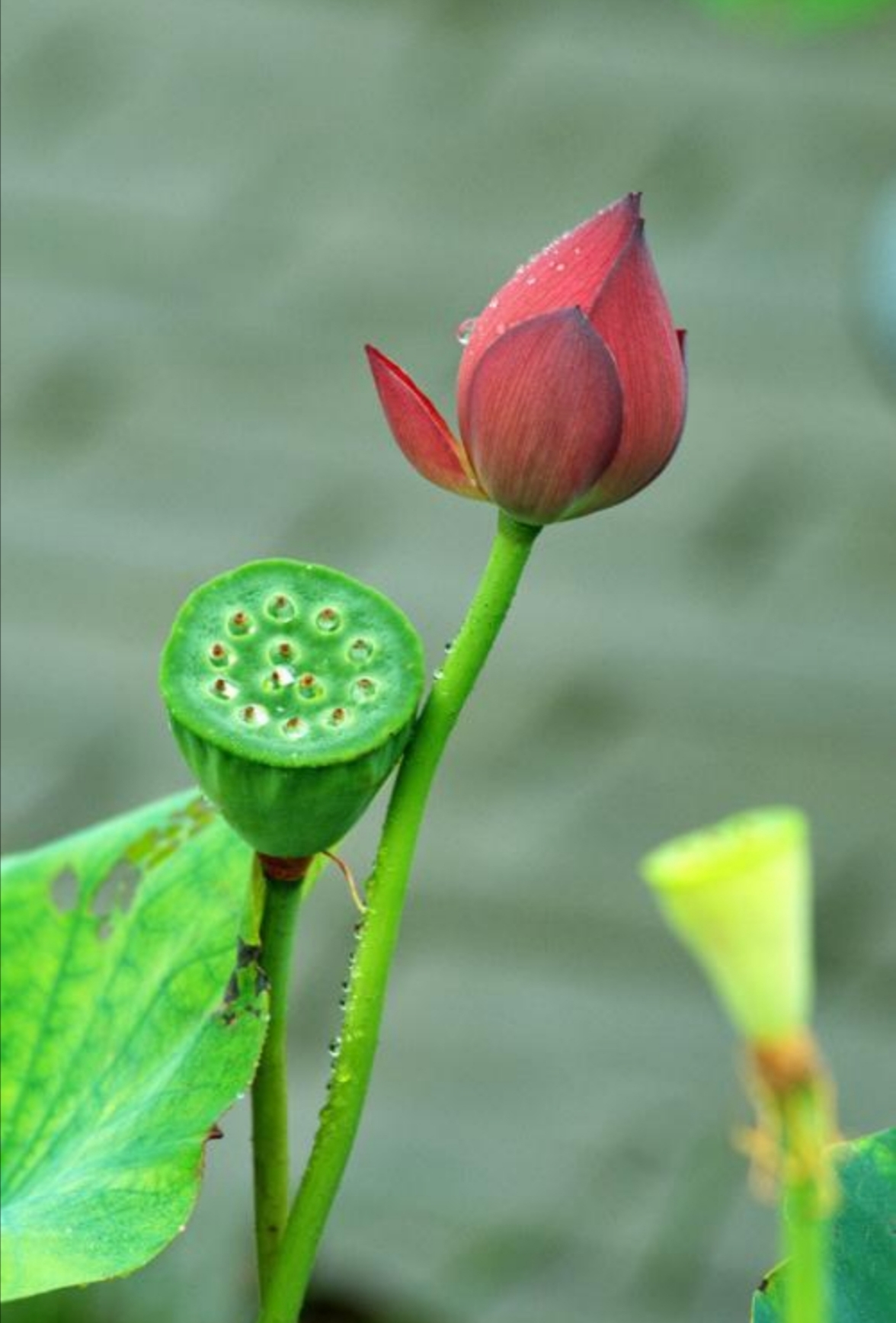 莲花心