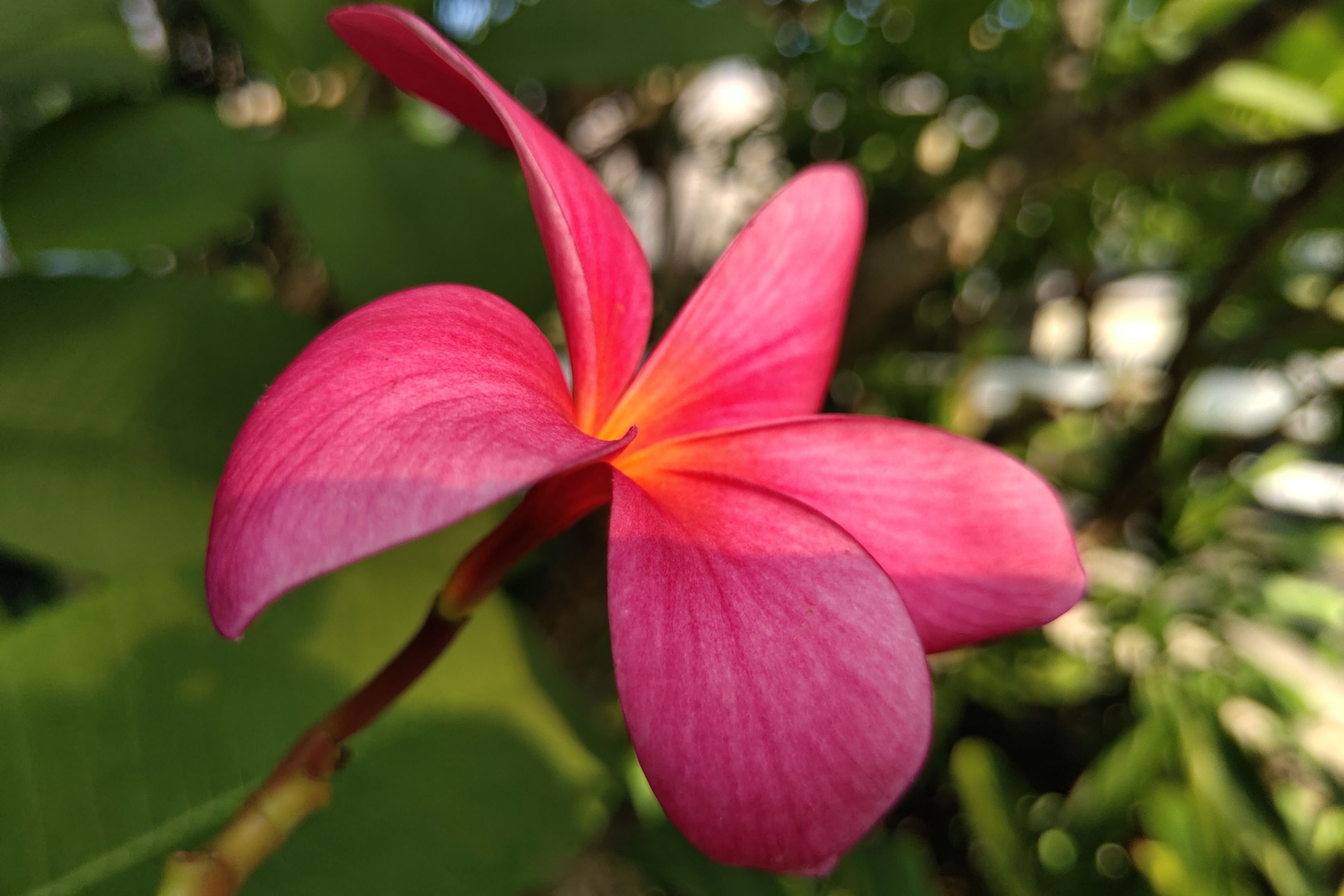 鸡蛋花