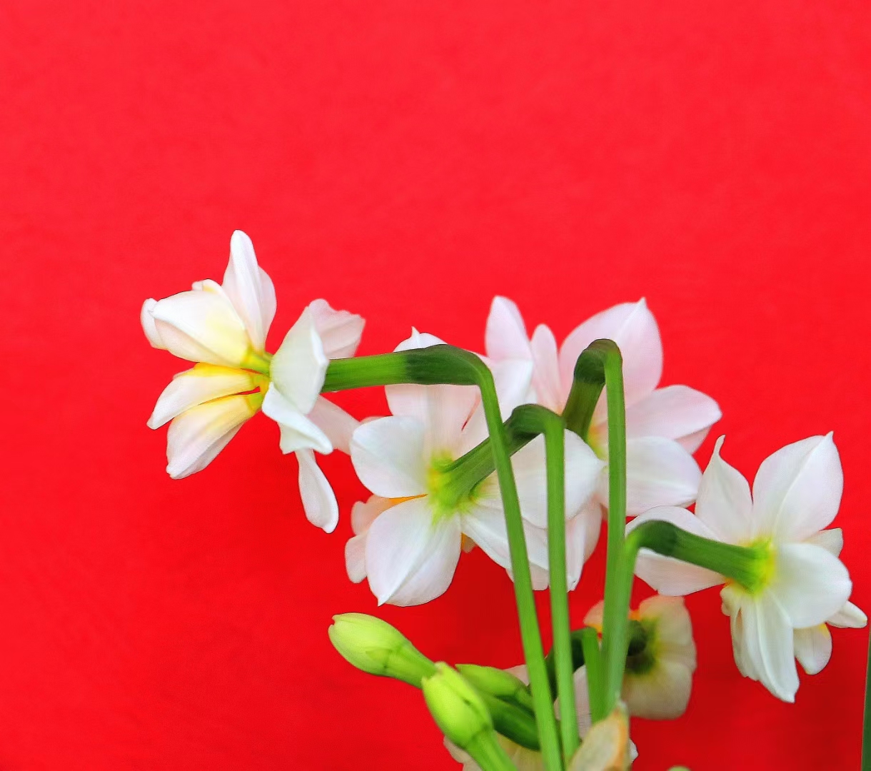 这是头春节我用红色背景拍的水仙花,祝愿大家快乐安康,笑容绽放!