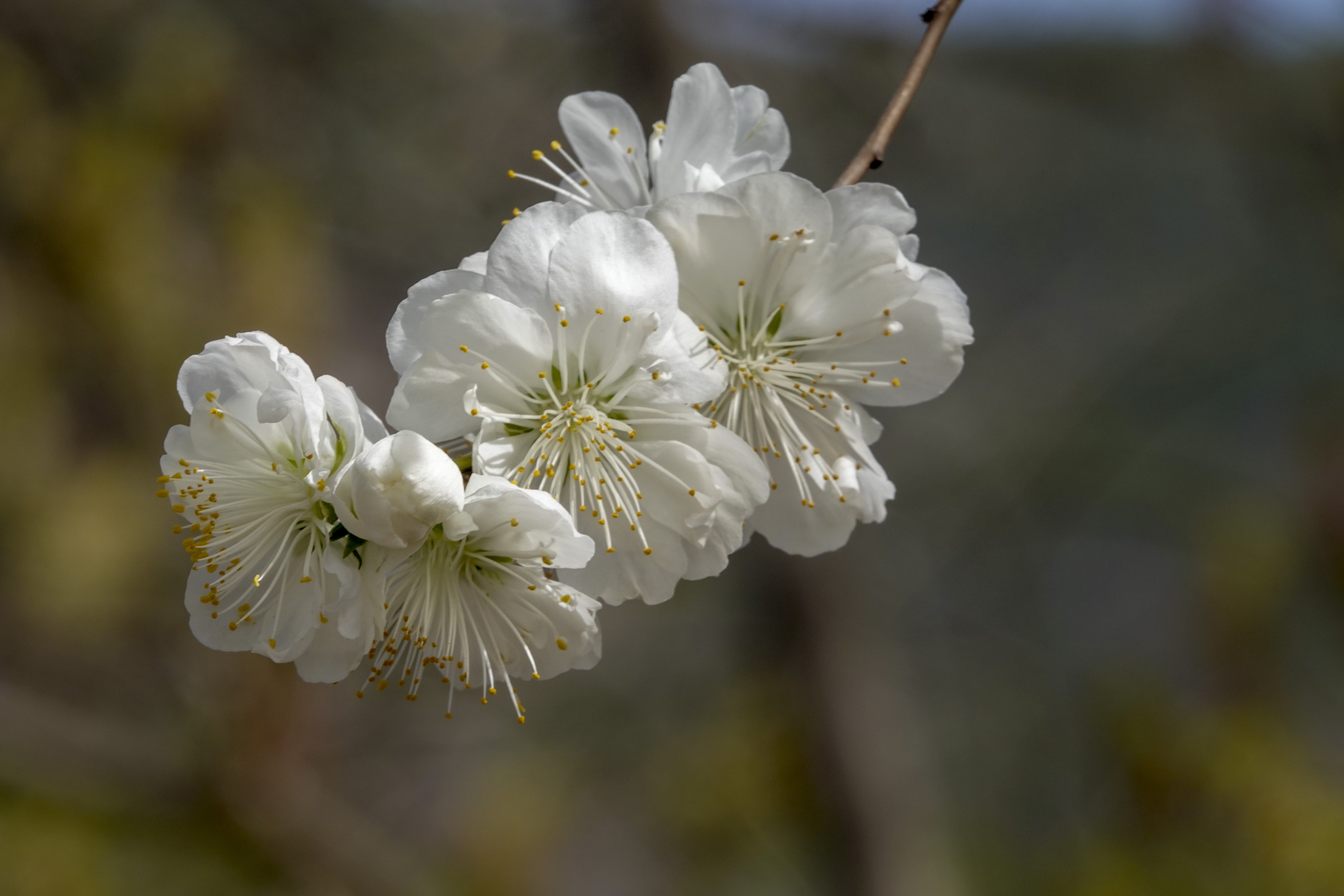 【首发】白花山碧桃