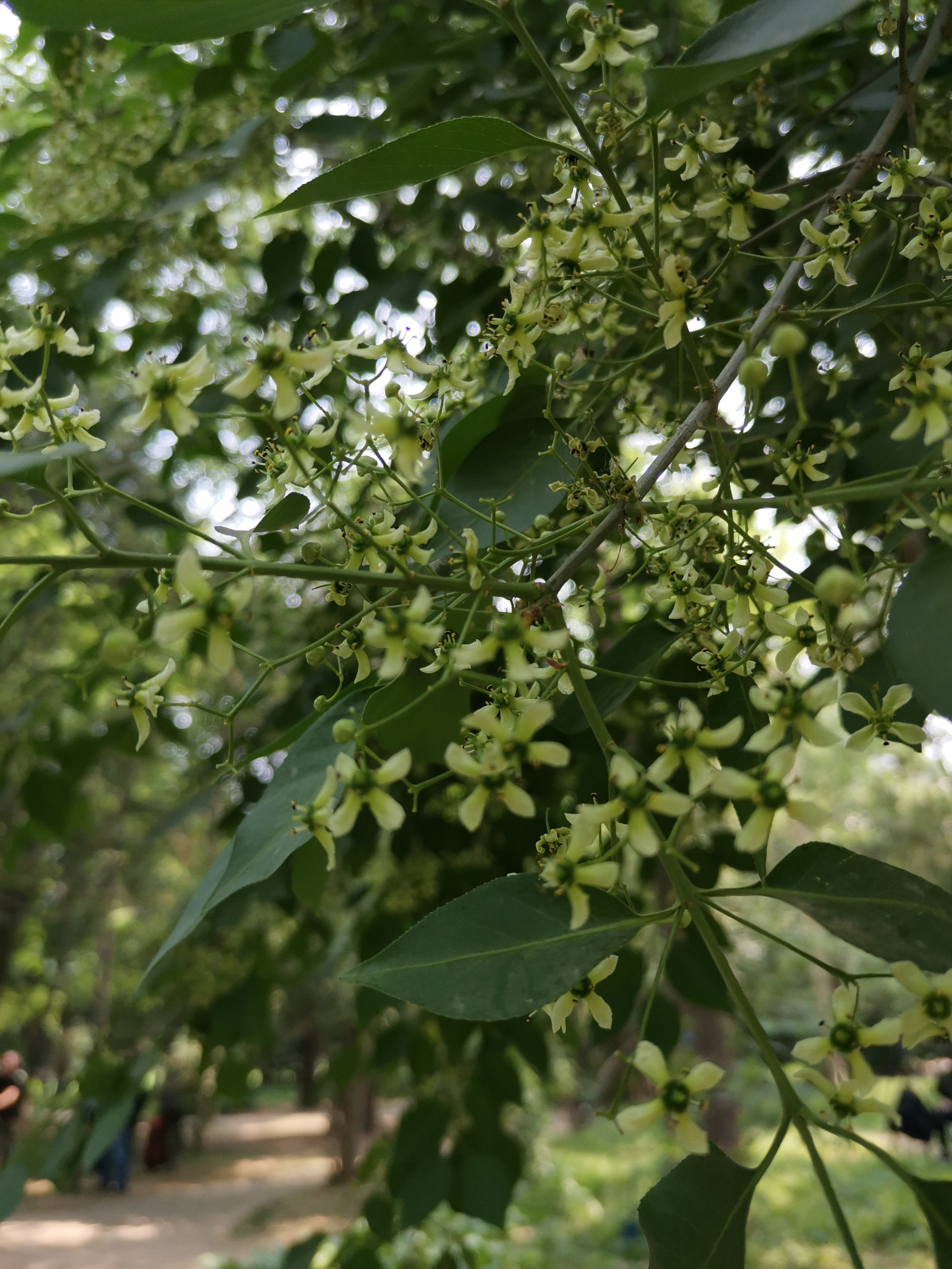 白杜花首发