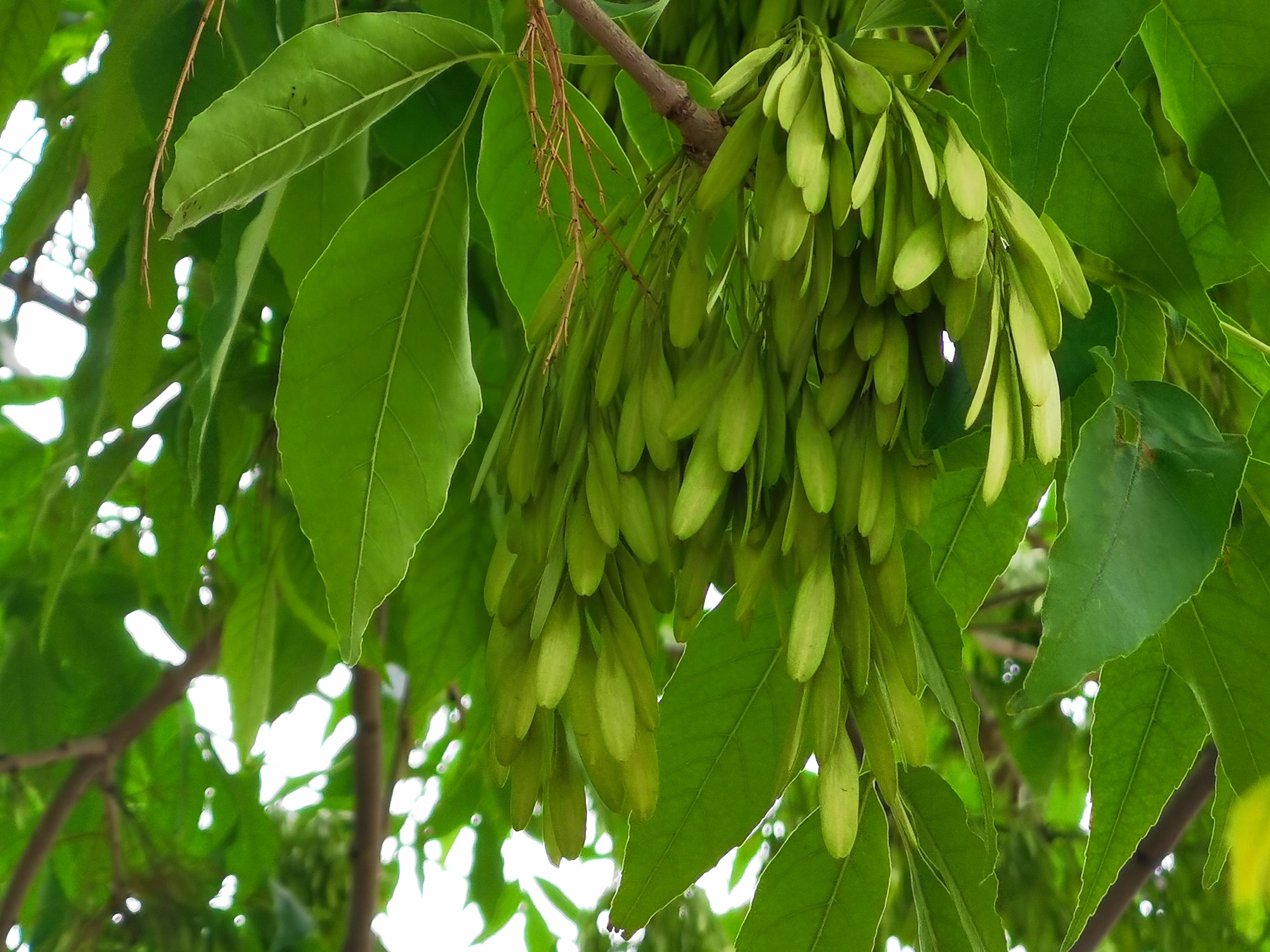 【首发】白蜡树的果实(宁静向暖)