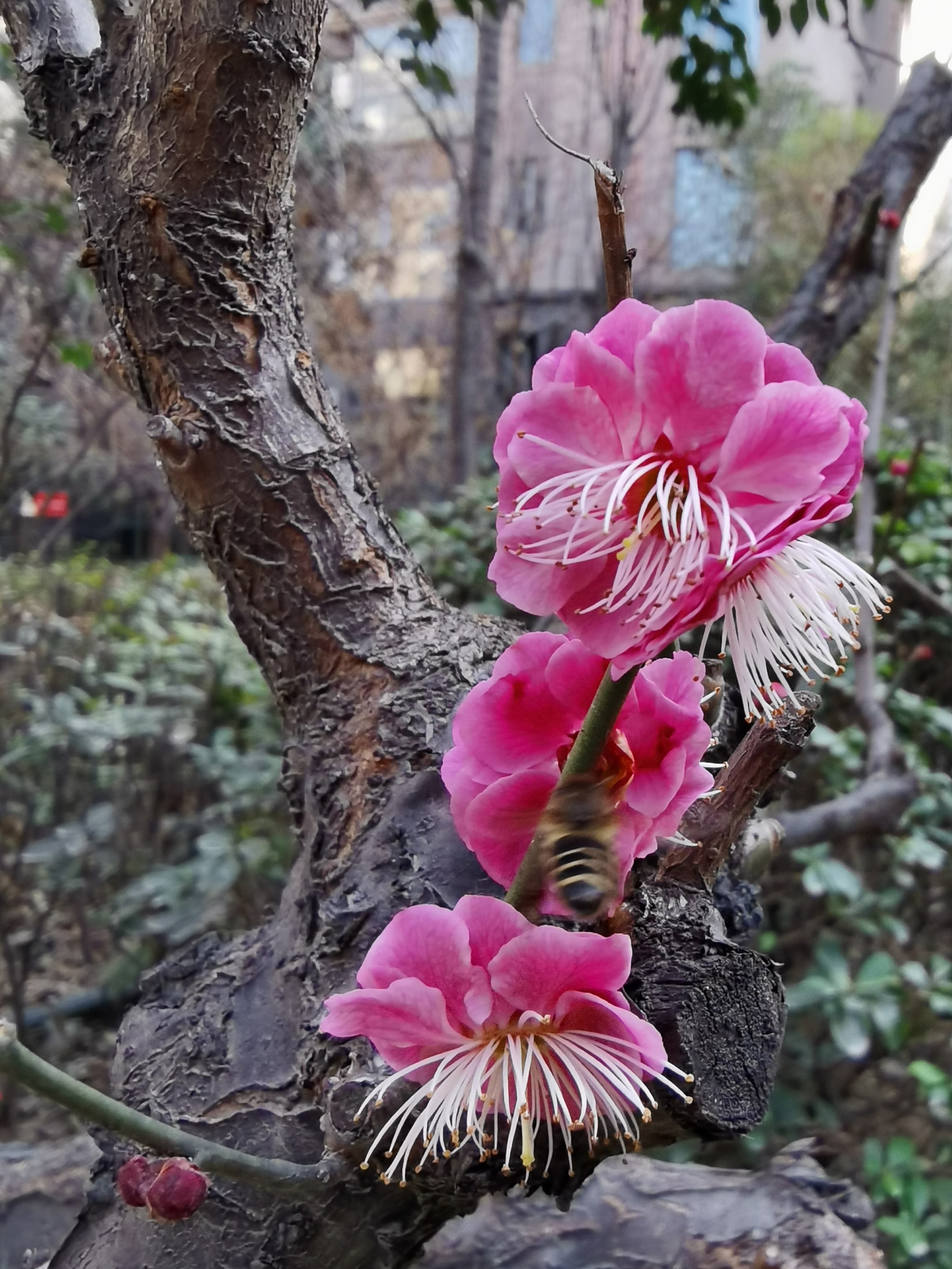 梅花三两枝首发