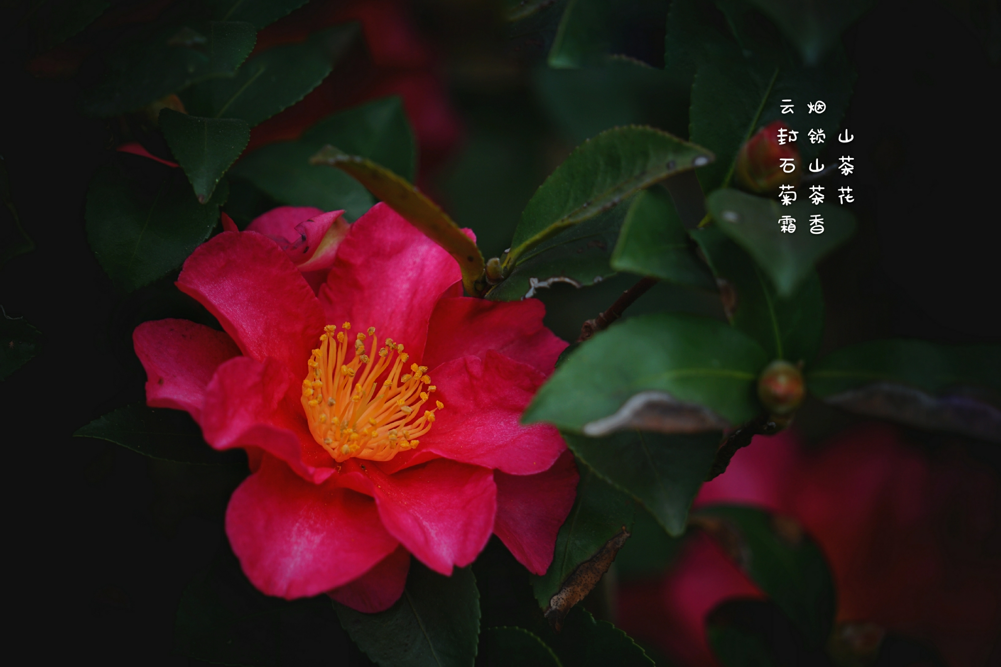 《首发》山茶花