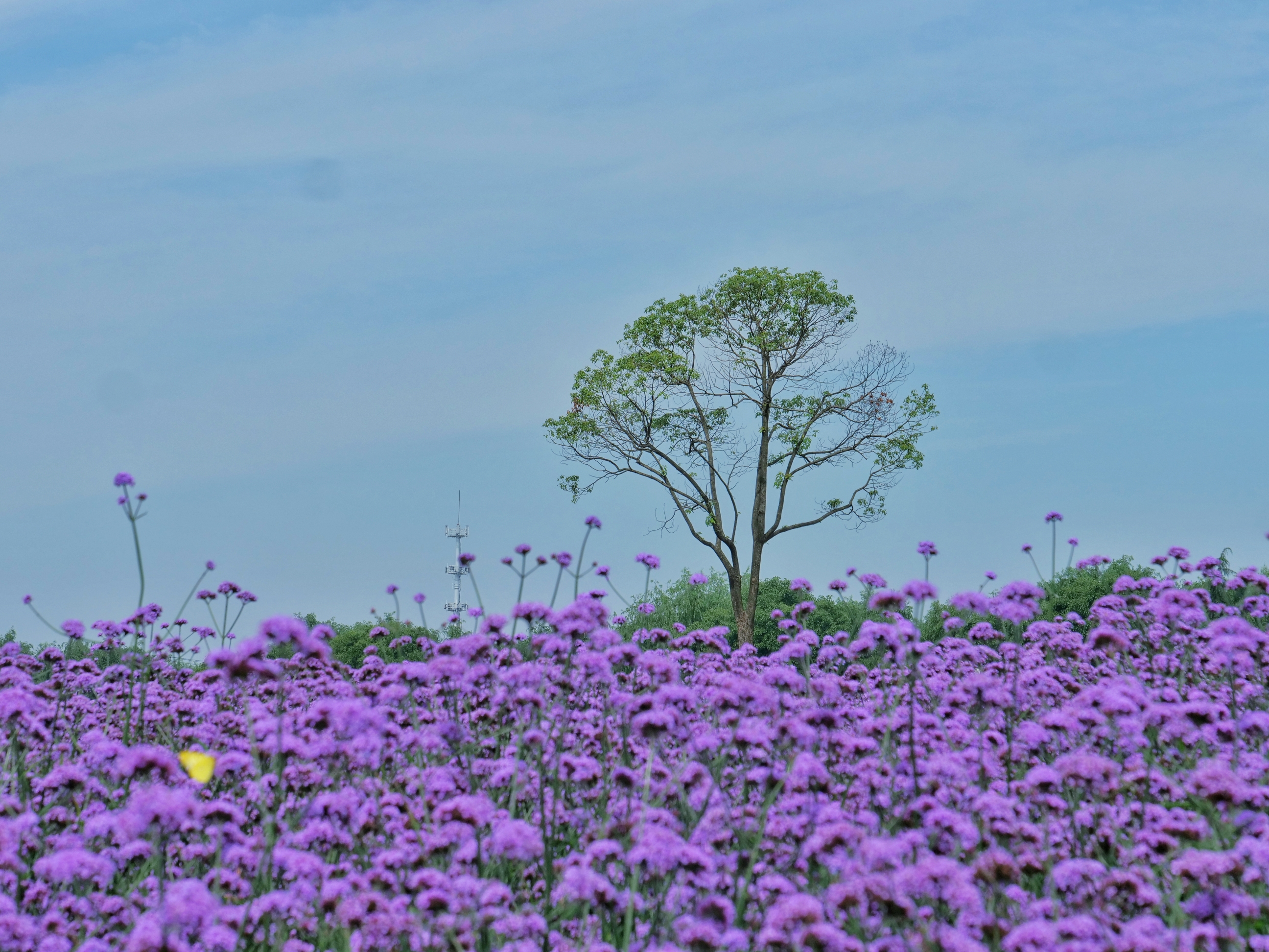 2021上海寻梦源首届薰衣草文化节