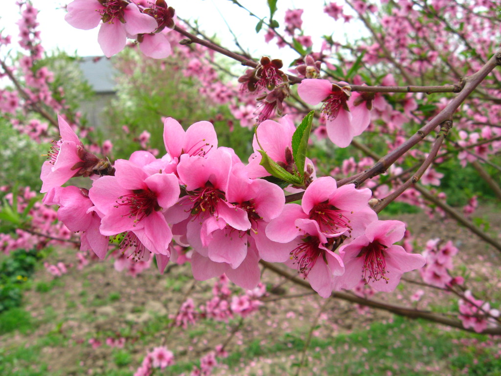 粉杏枝头春意闹