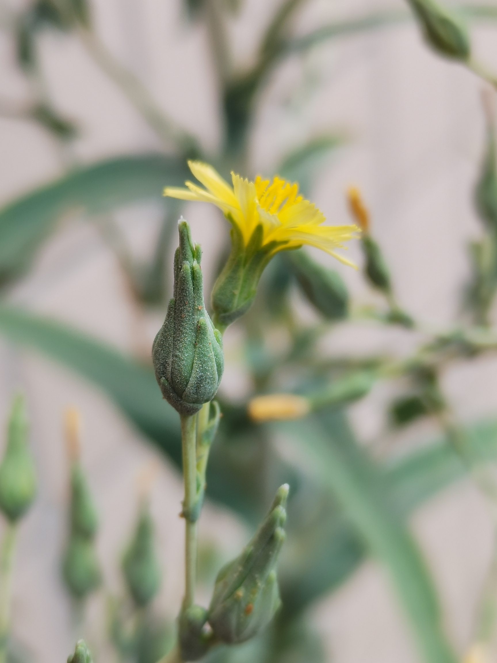 莴笋开花