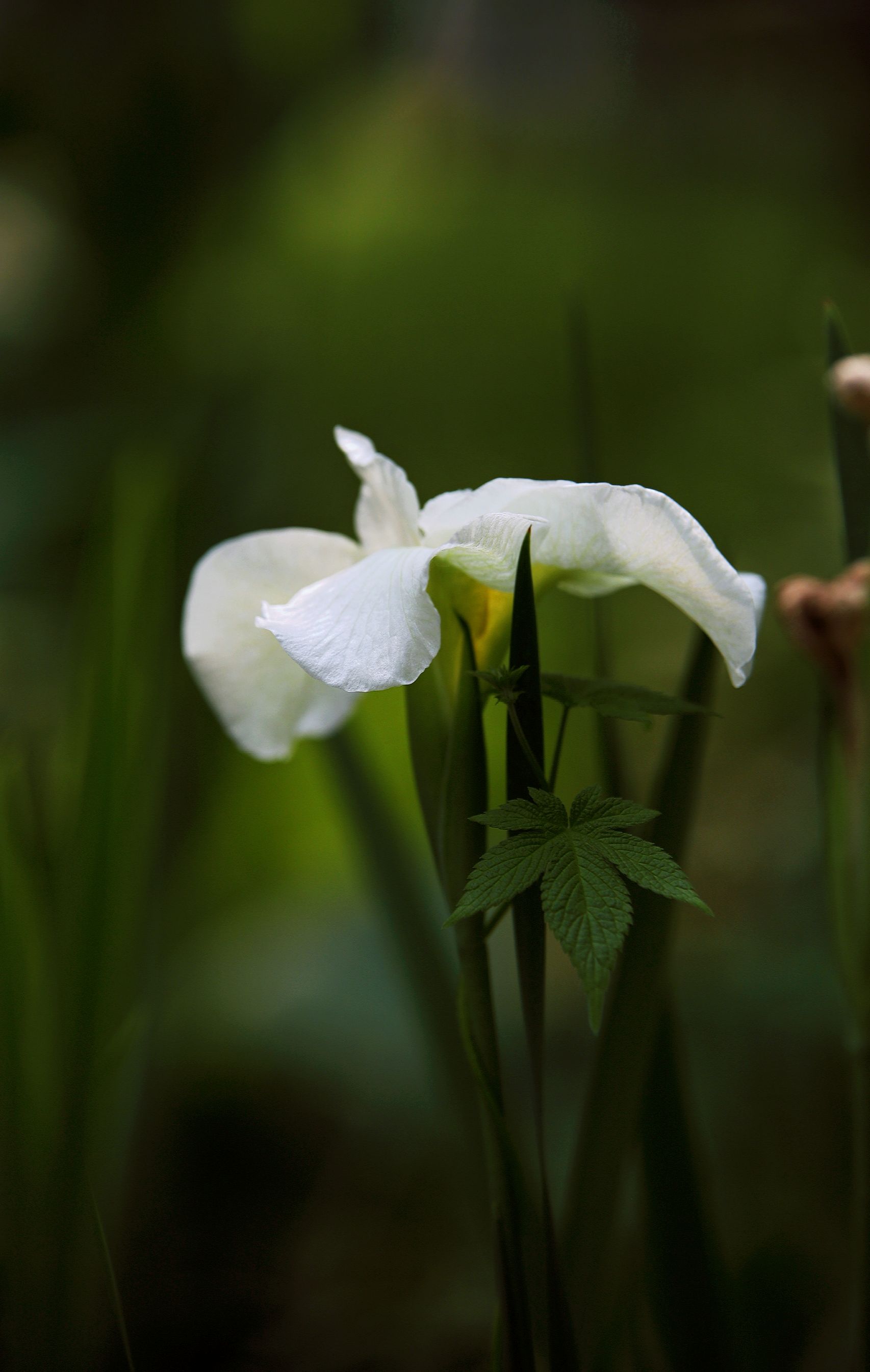 【首发】白色花菖蒲