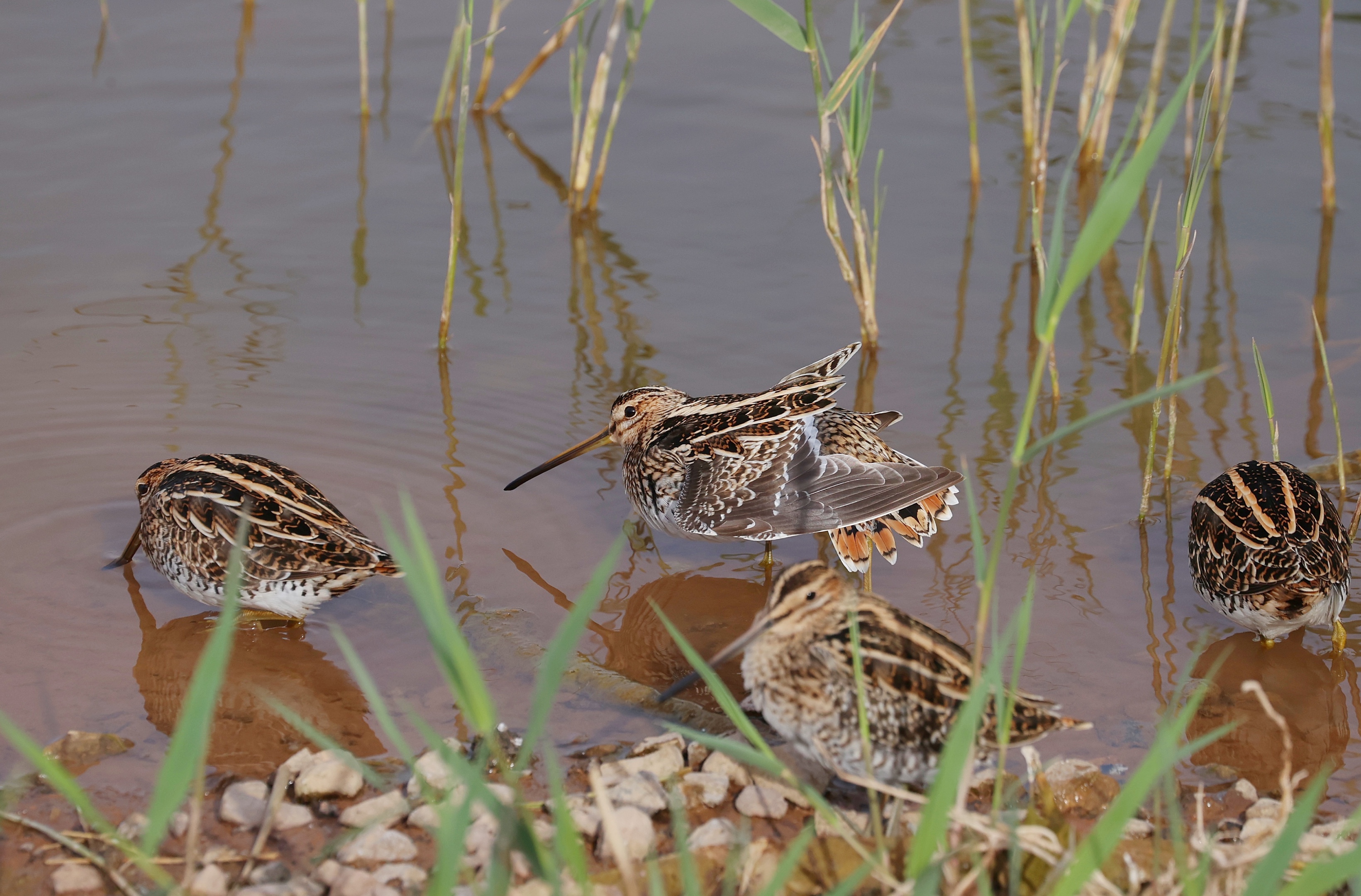 common snipe,学名:gallinago gallinago),是鸻形目丘鹬科沙锥属的