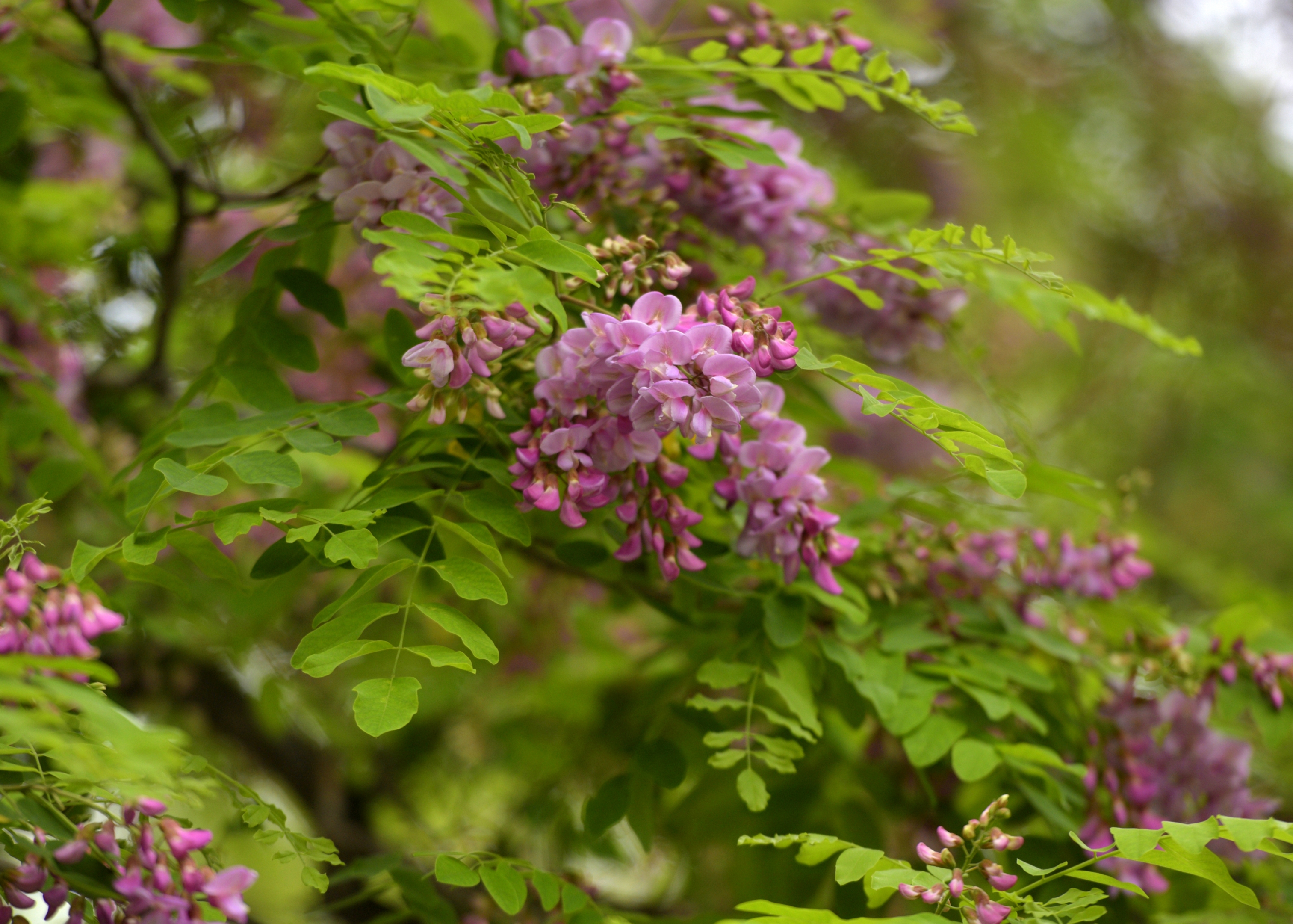 紫槐花开首发