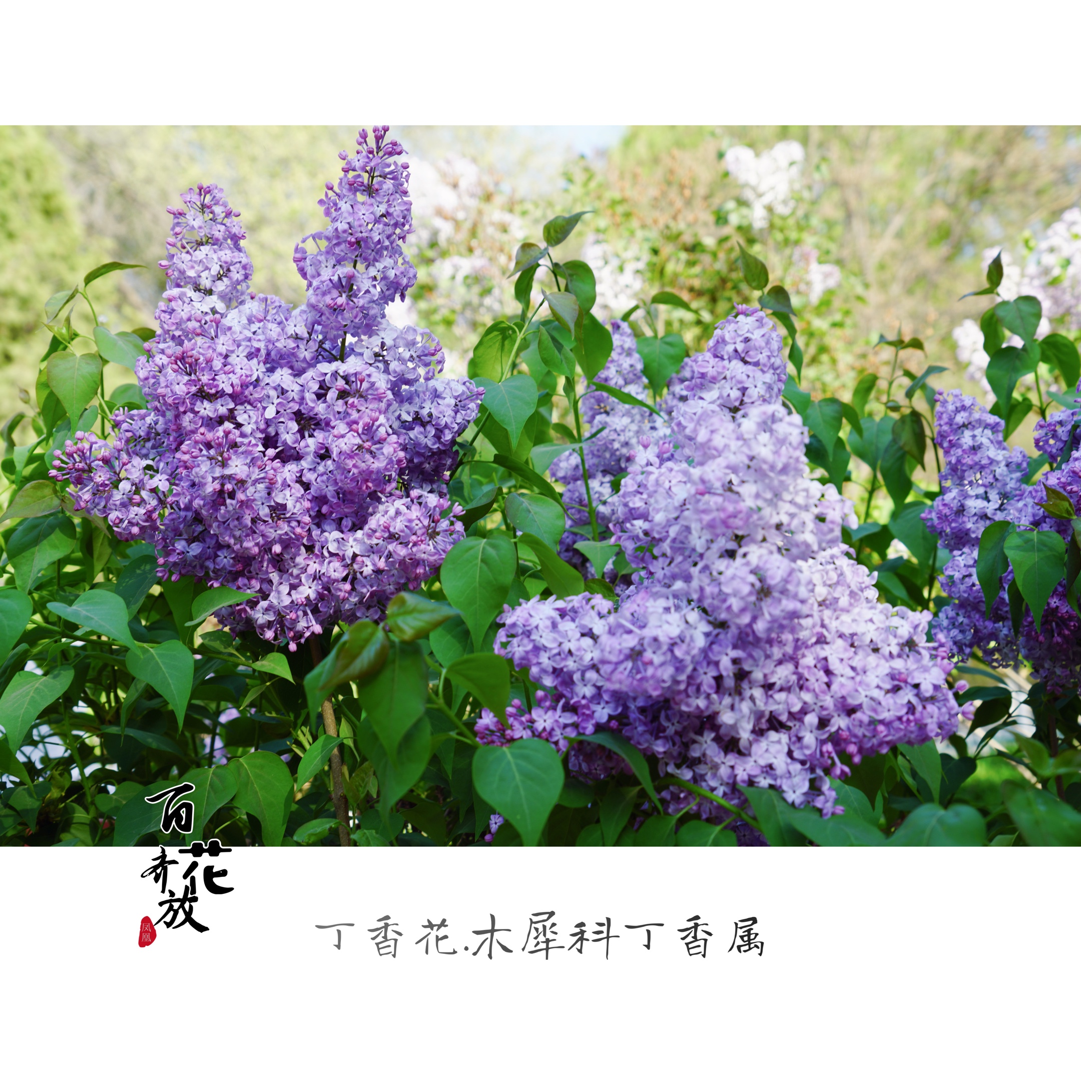 香气袭人的丁香花[首发]