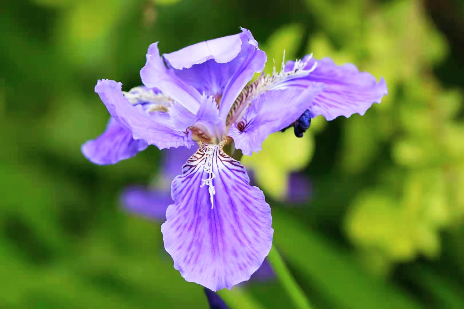 鸢尾花